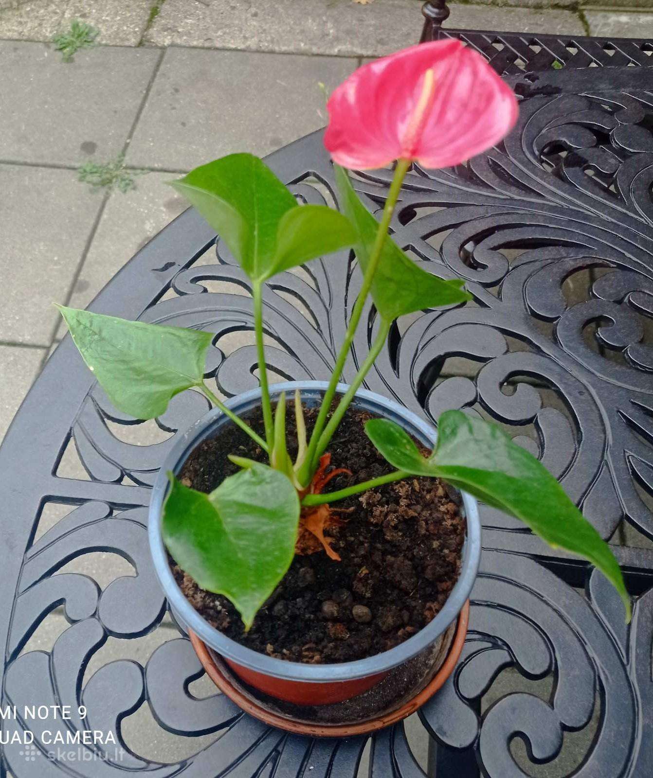 Kambariniai augalai po 3€