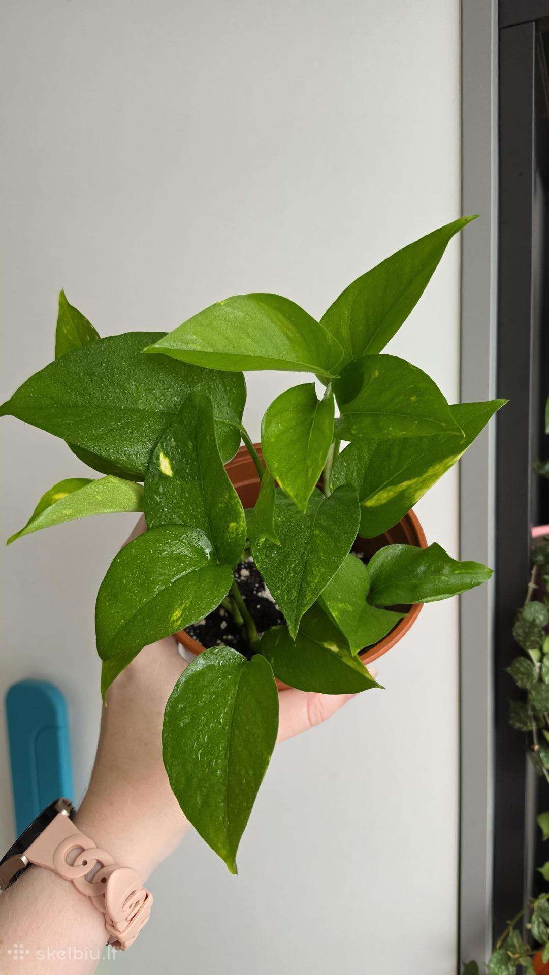 Epipremnum aureum