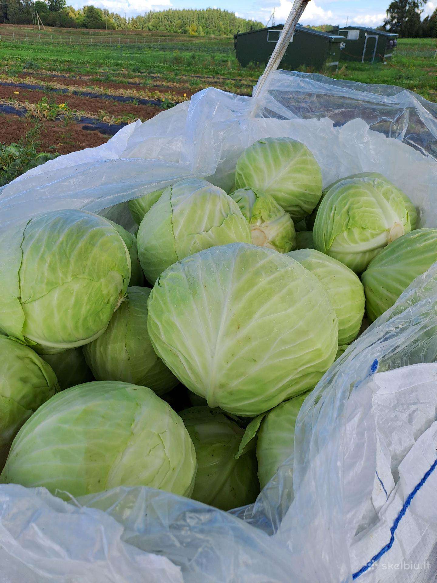 Baltagūžiai kopūstai