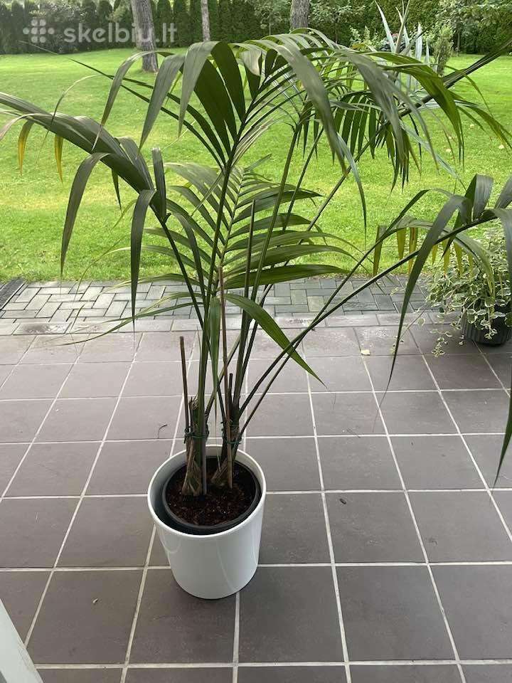 Palmė howea forestiana ( Kantia)