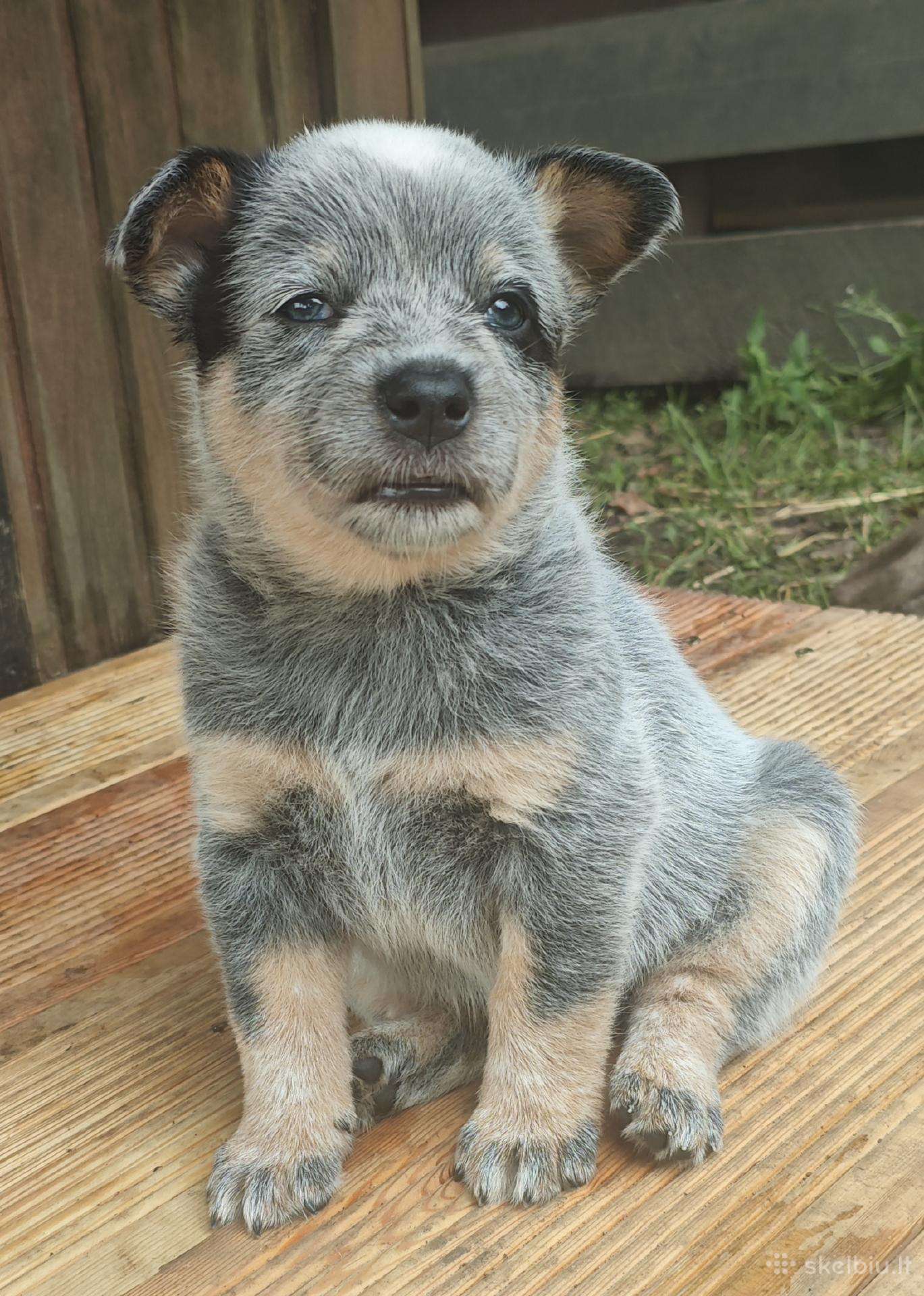 Dakota