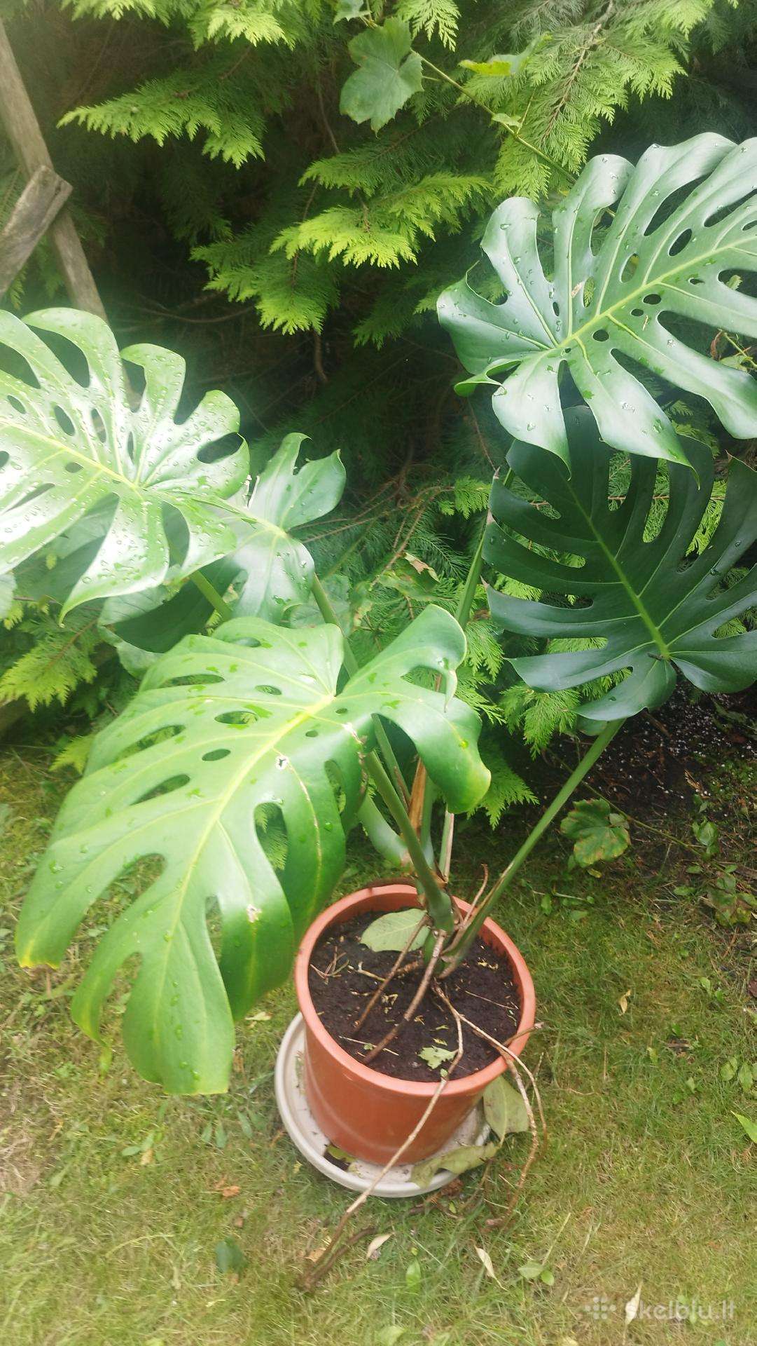 Monstera deliciosa nuostabioji