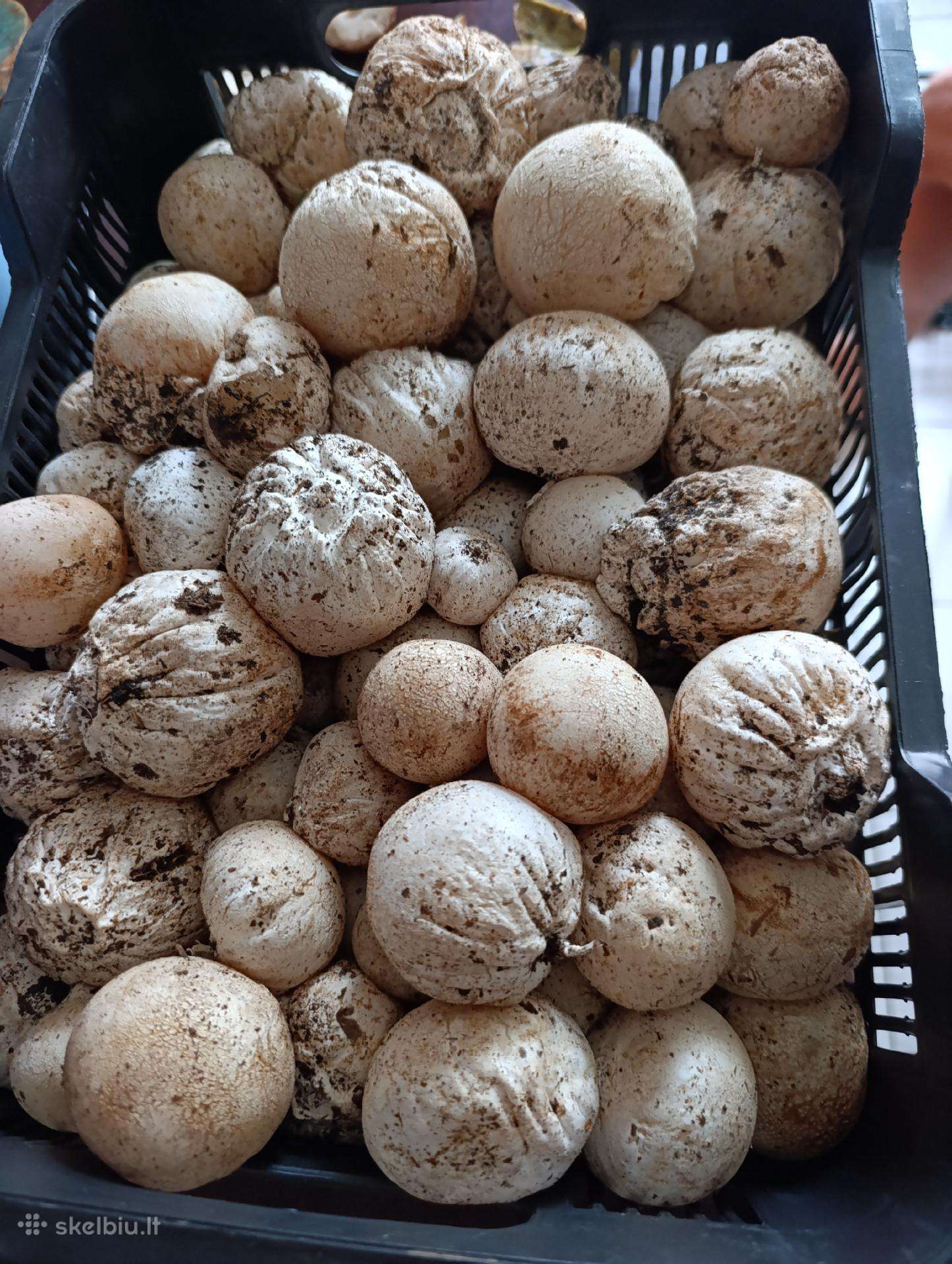 Poniabudes 20e /kg