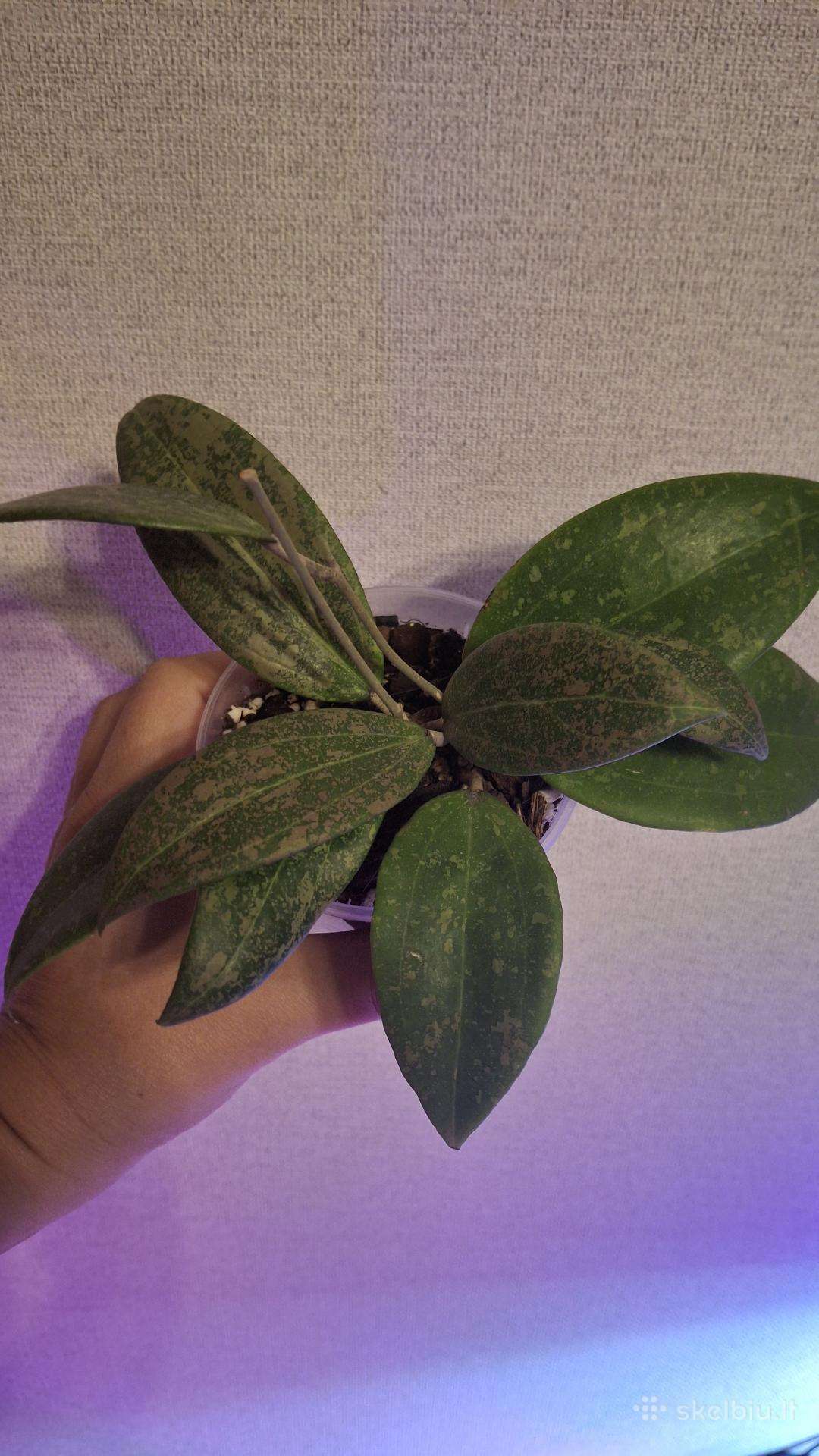 Hoya Wibergiae