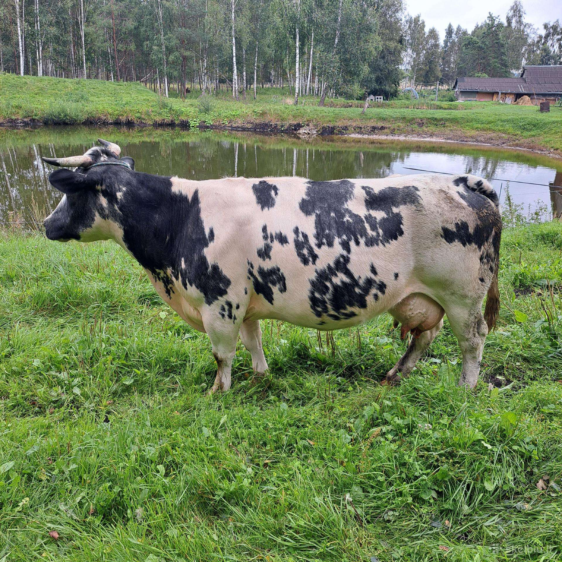 Parduodu karve,telycia.
