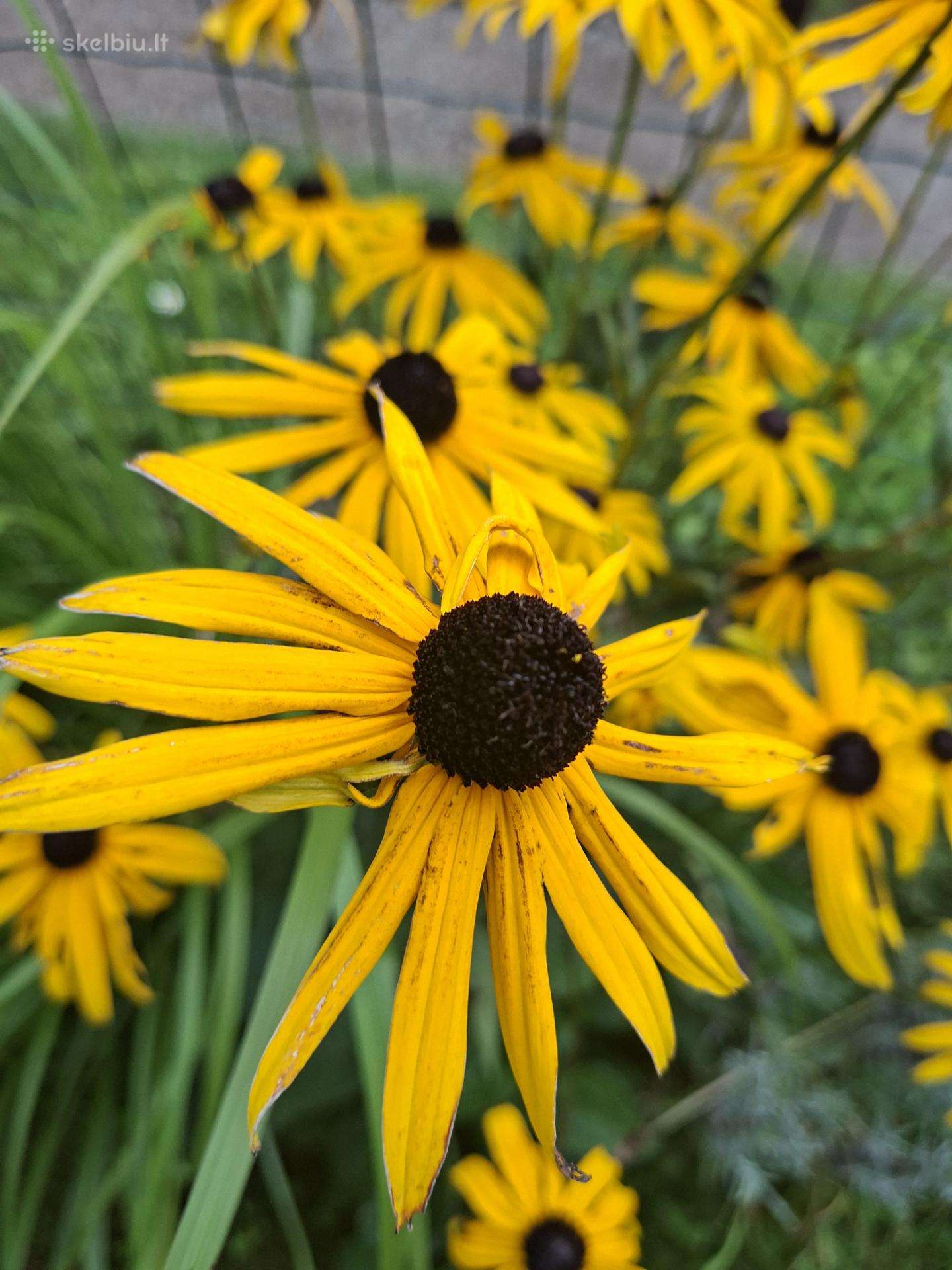 Rudbekija