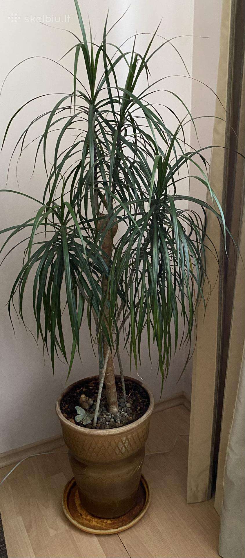 Parduodama dracena