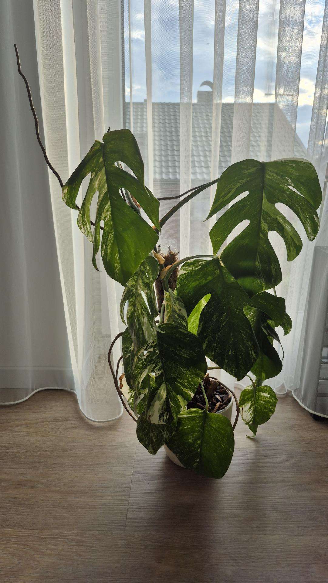Monstera variegata