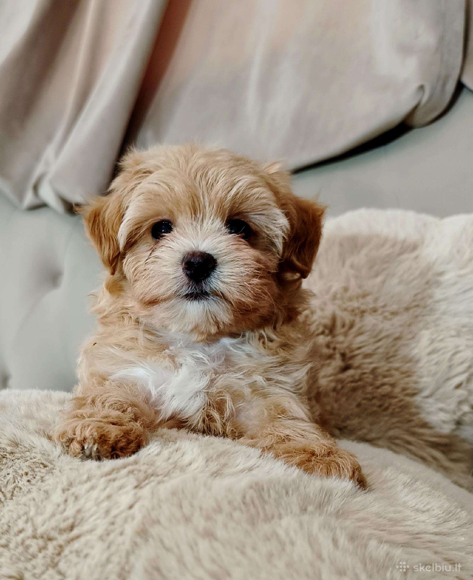 Maltipoo mergytės