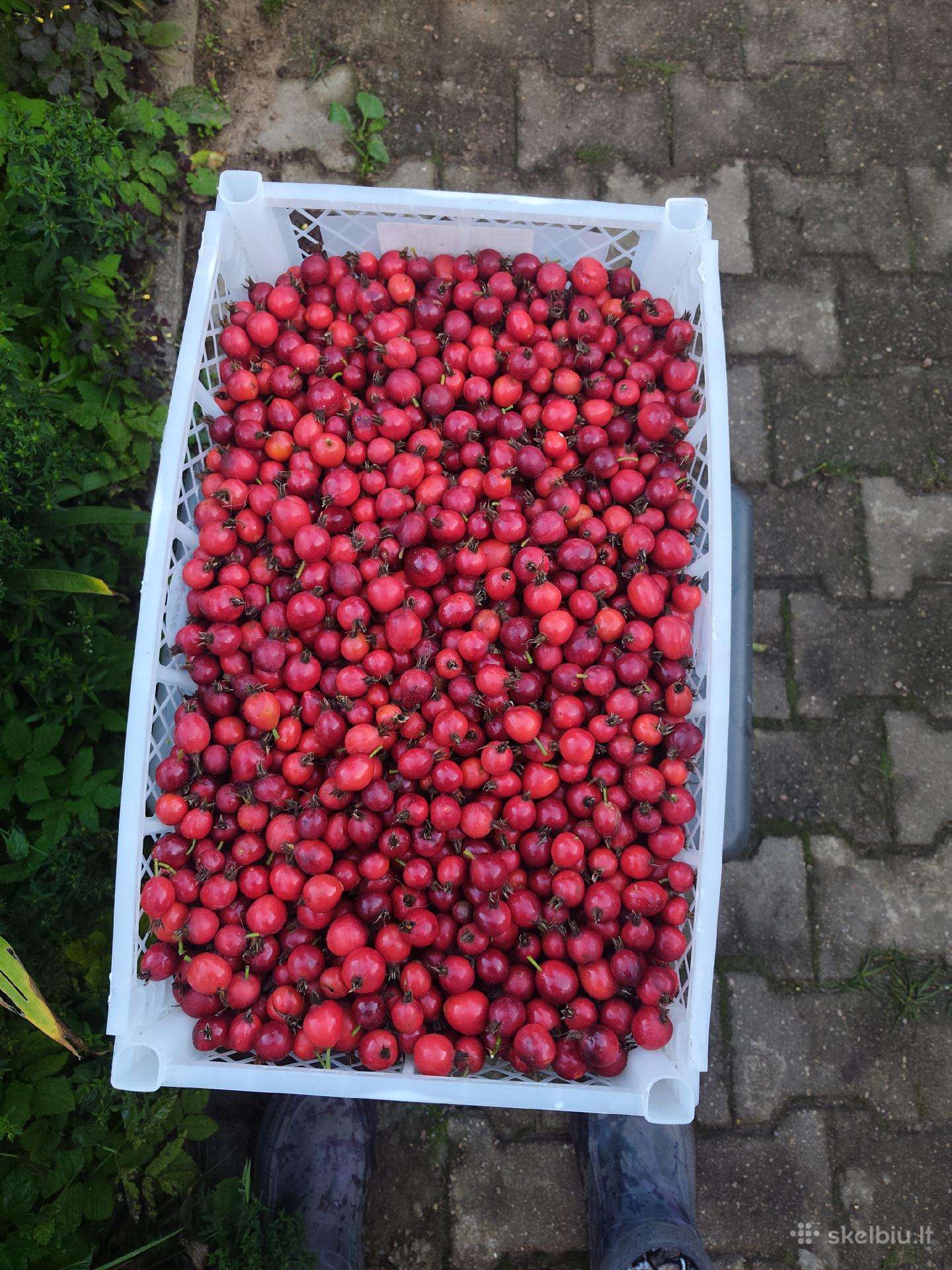 Parduodu erškėčių uogas