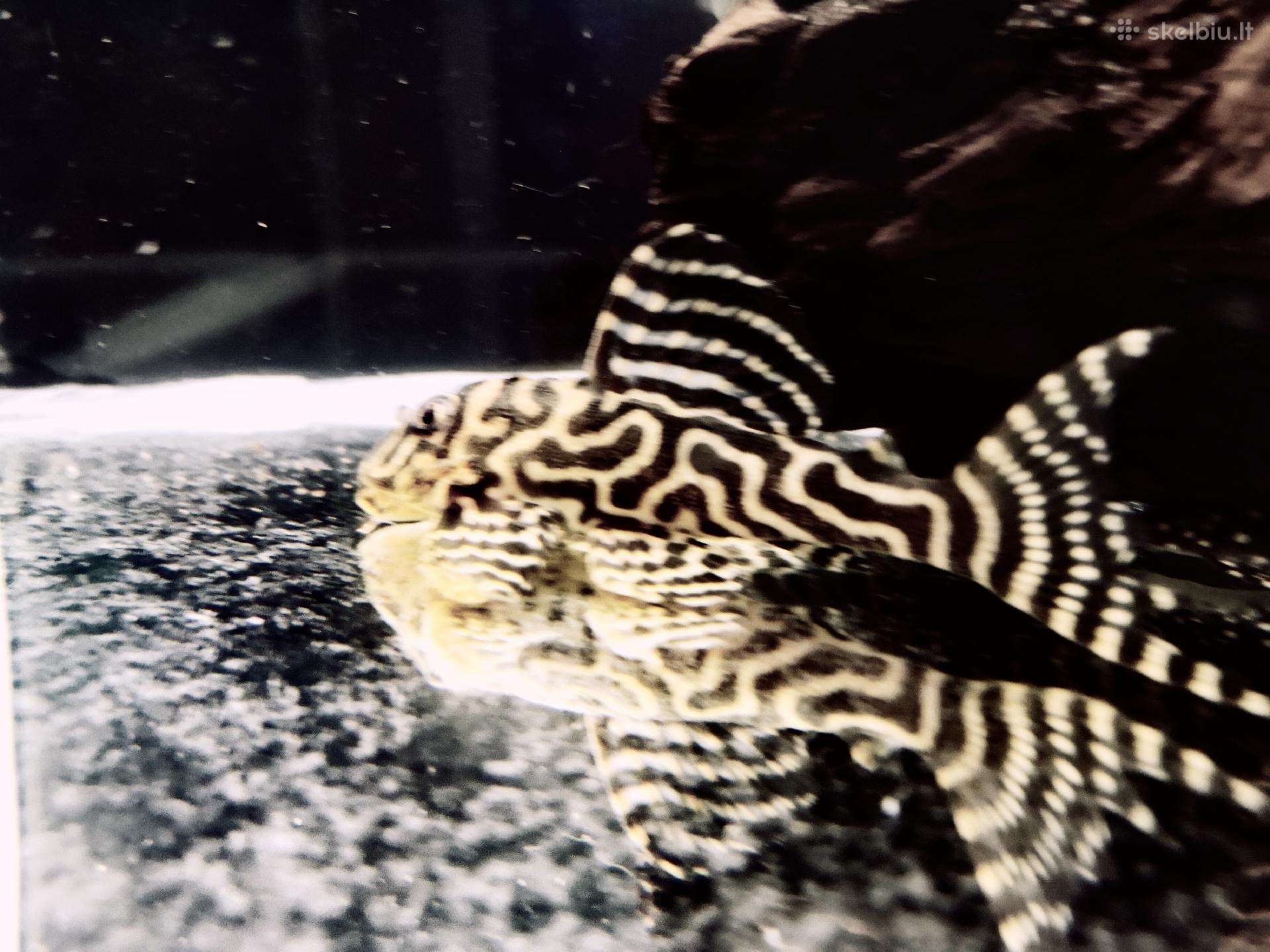 Hypancistrus