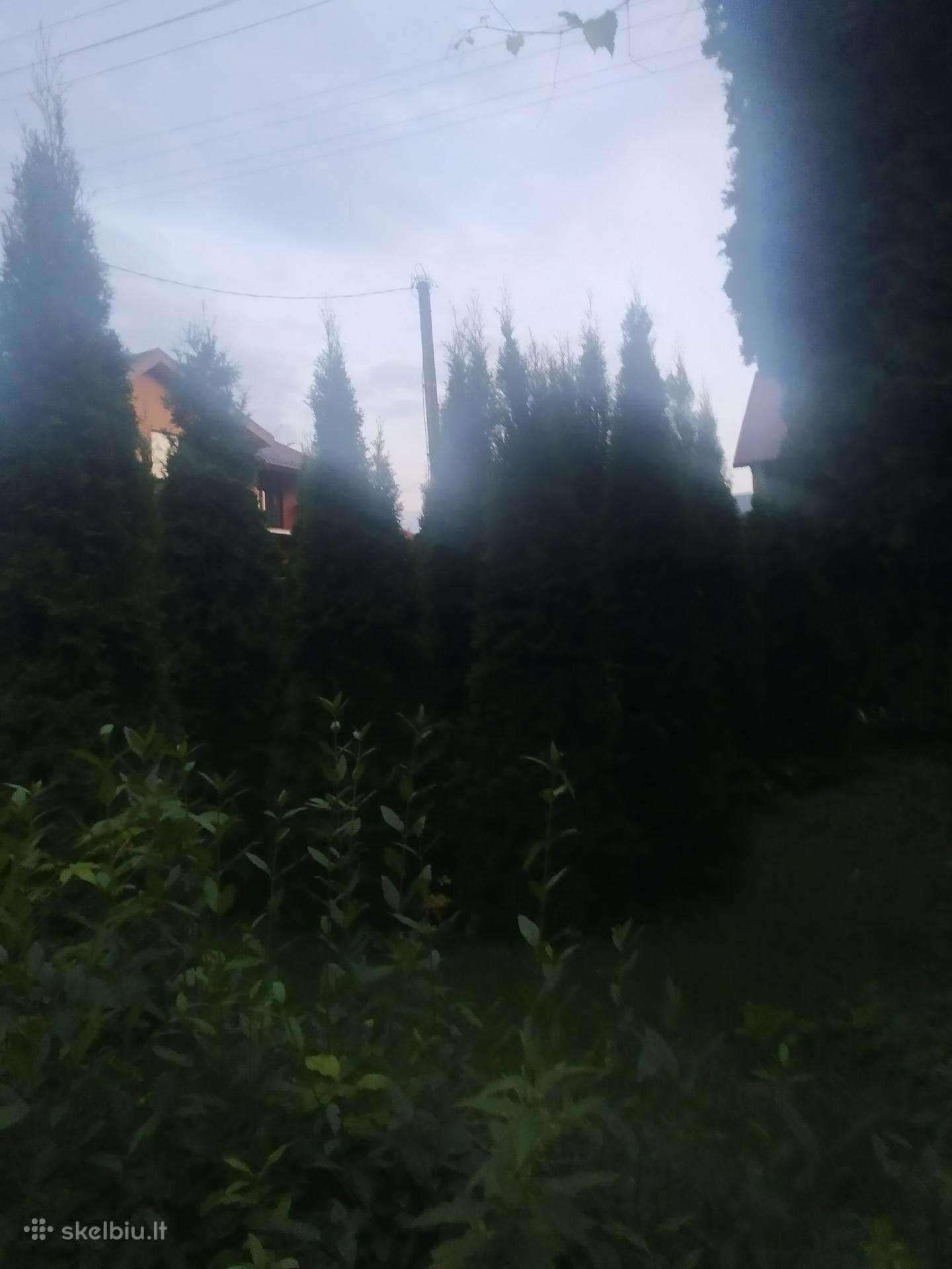 Parduodu smaragdinės kad tujas 2,5 aukščio
