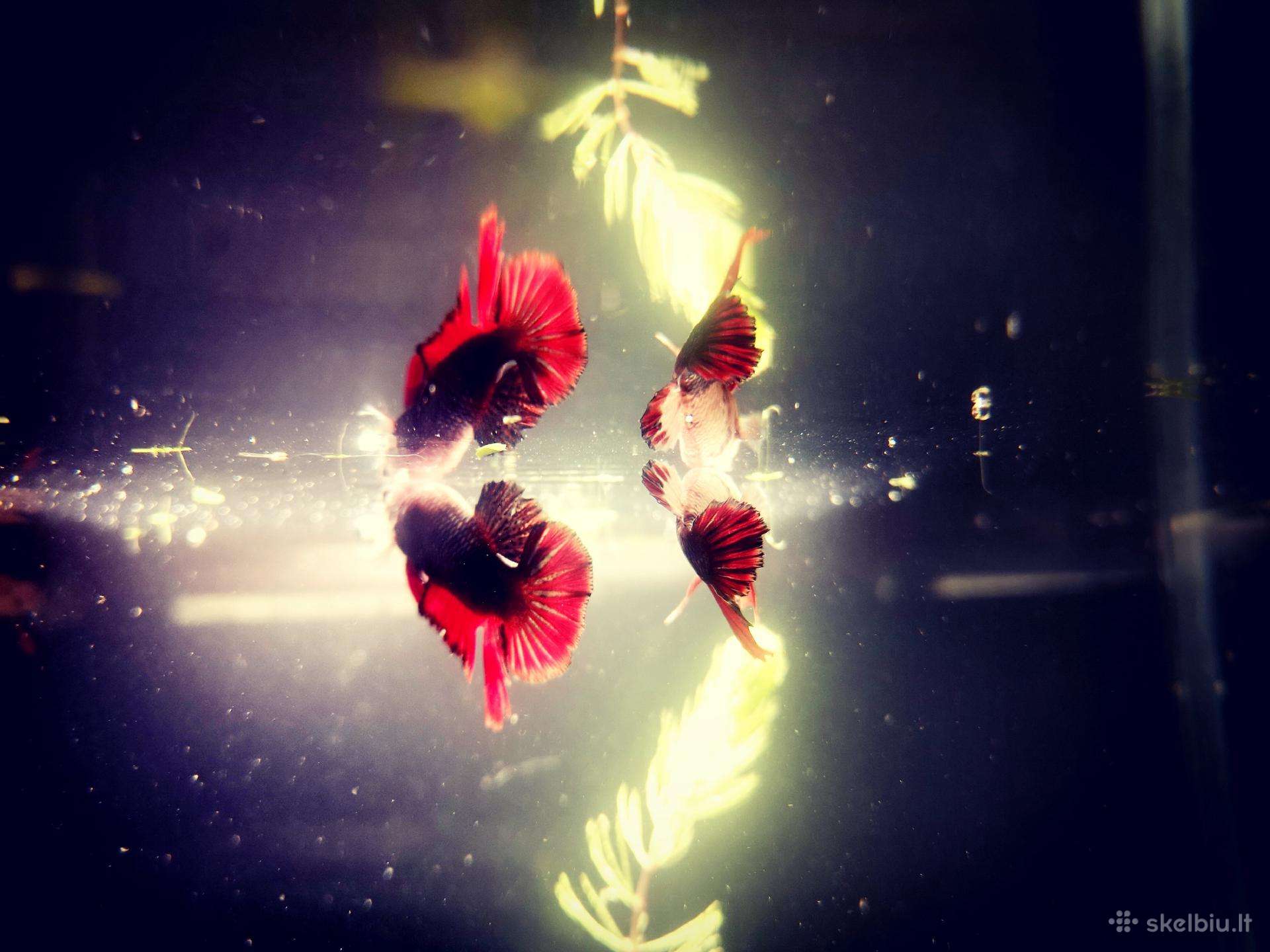 Betta //Plakat
