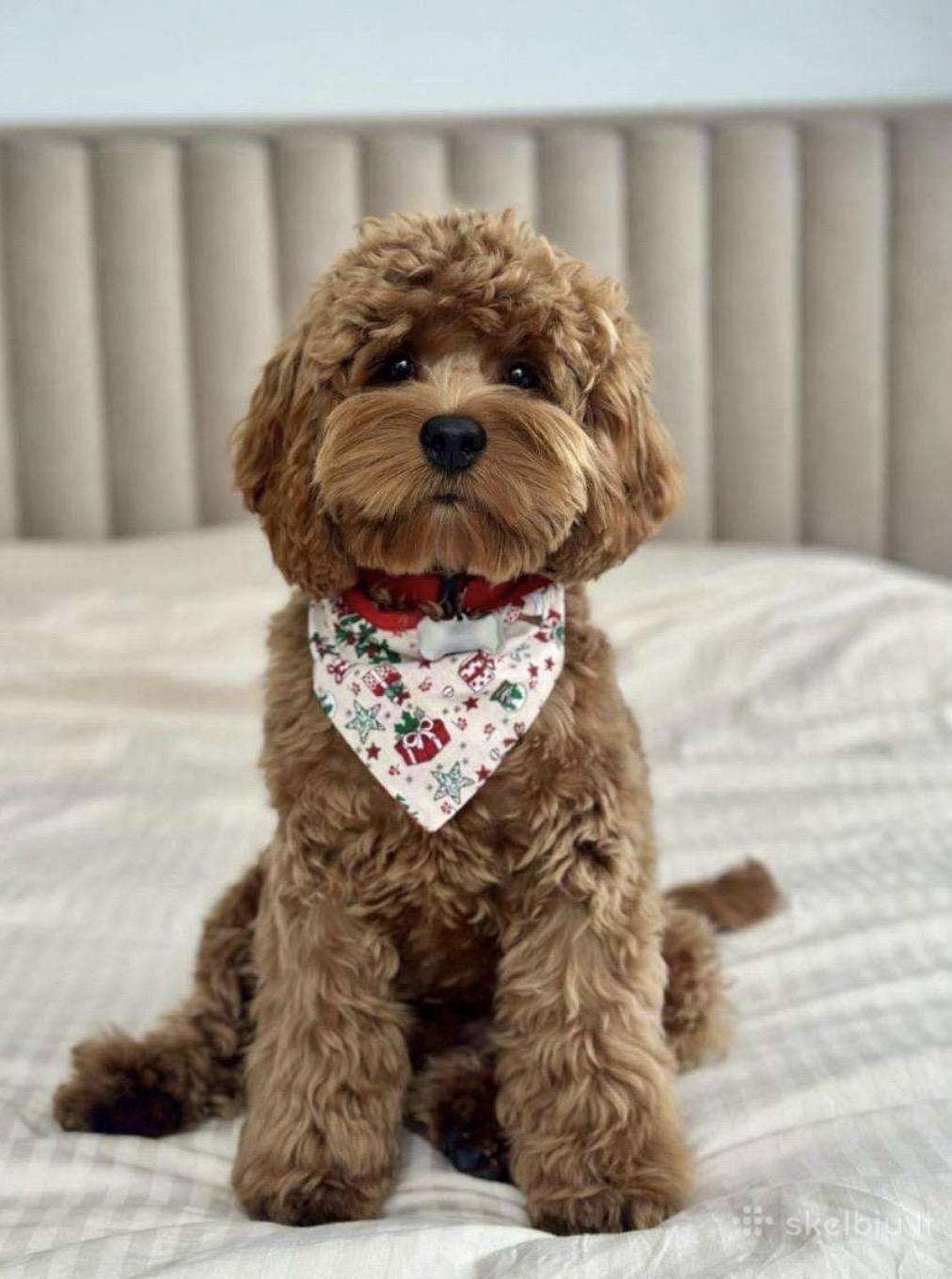 F1 Cockapoo