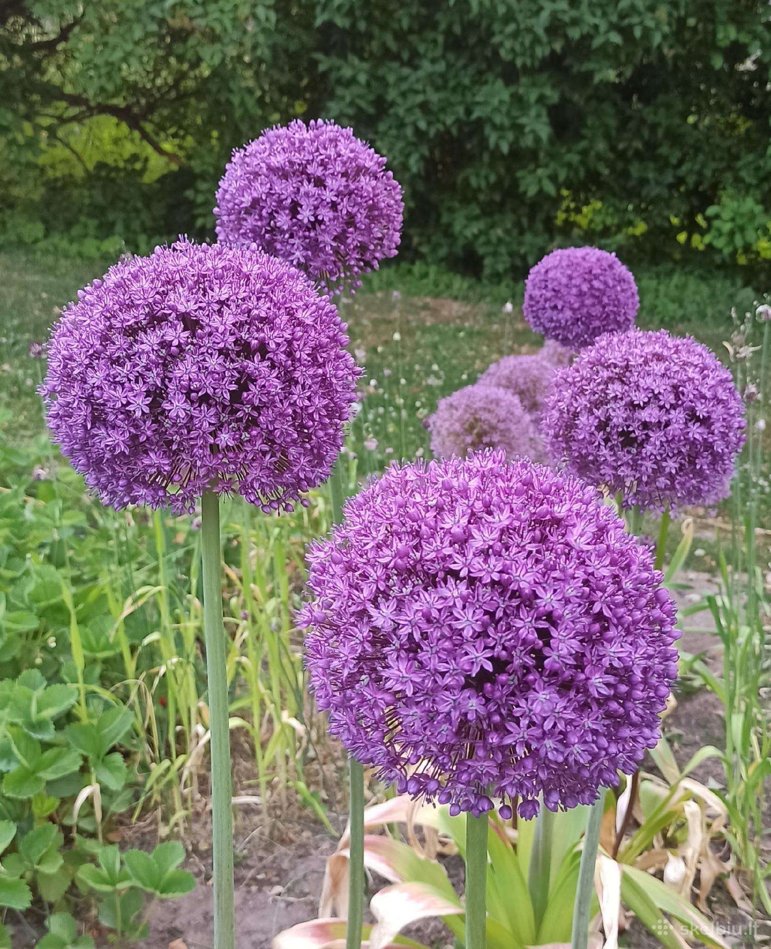 Dekoratyvinis česnakas (Lot. Allium "Ambassador")