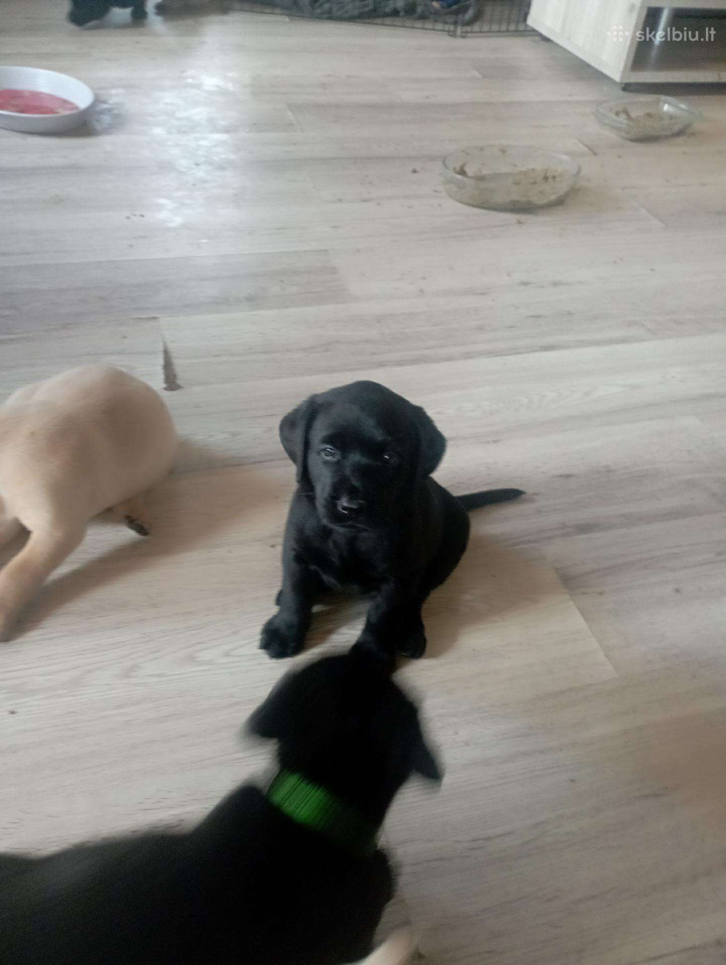 Labrador parduodu