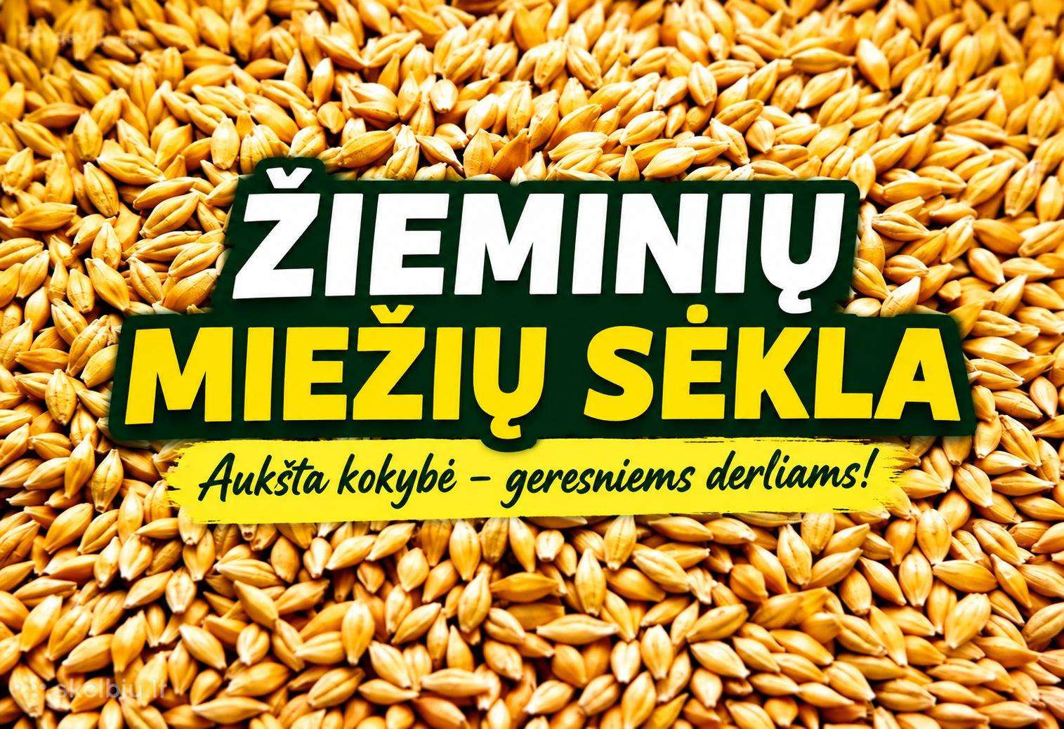 Žieminiai miežiai quadriga