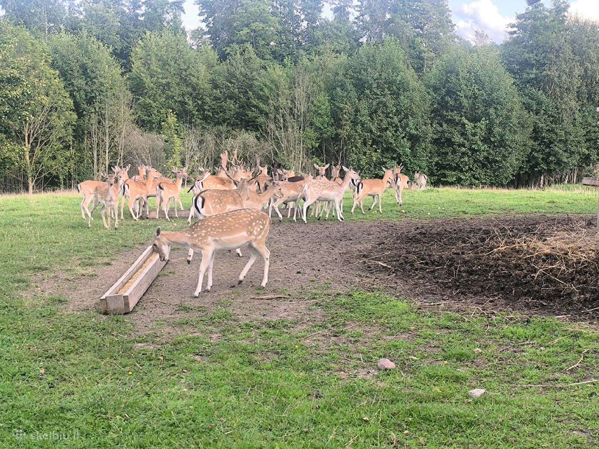 Parduodami danieliai ,patinai ,pateles jaunikliai.