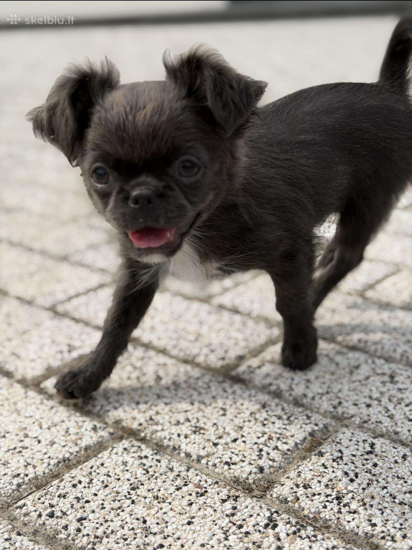Chihuahua berniukas su dokumentais