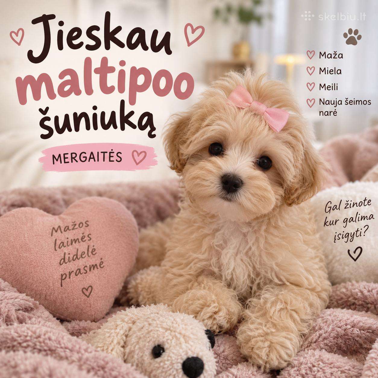 Ieškau Maltipoo kalytės I