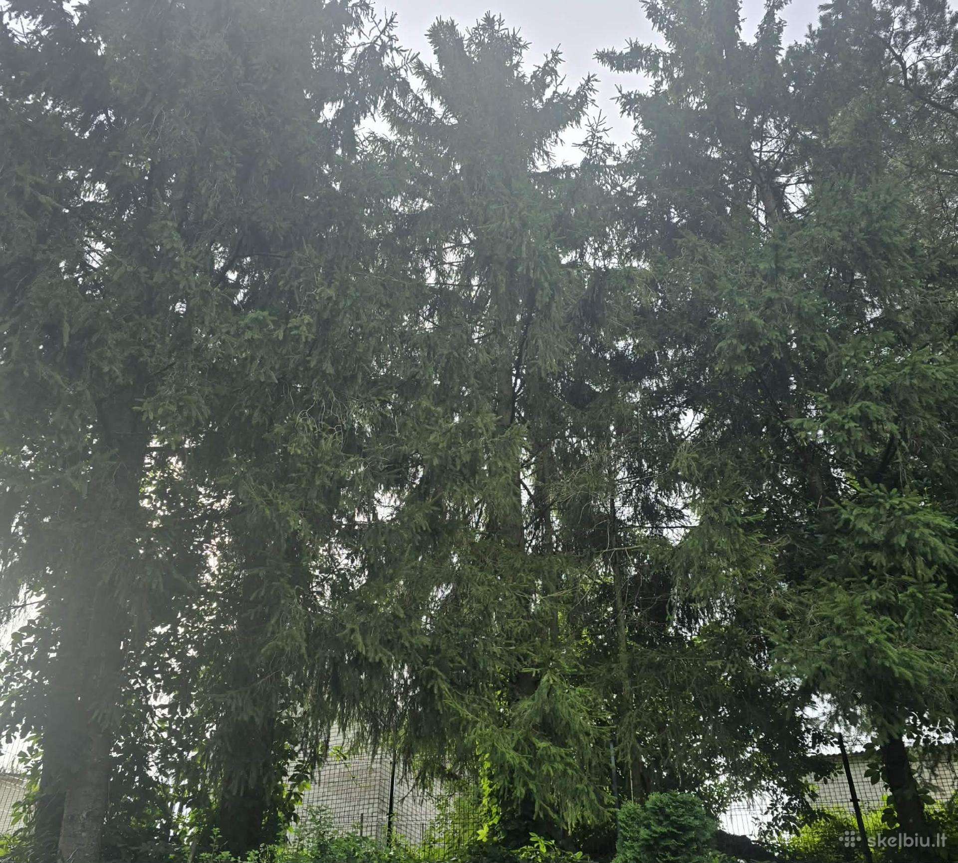 Dovanojame egles Tauragės r