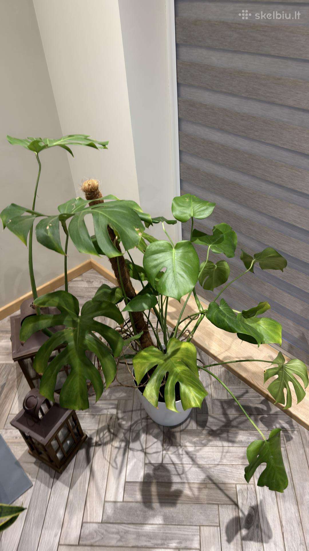 Monstera