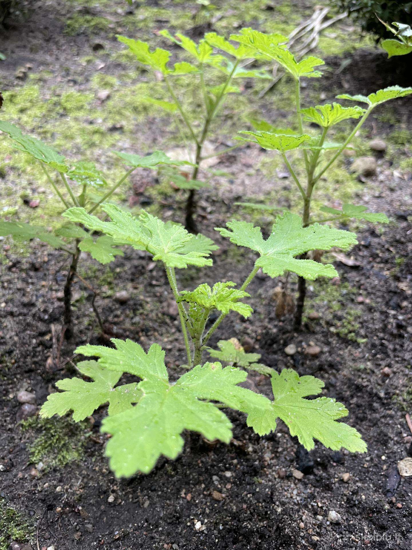 Jeronimas arba kvapnioji pelargonija