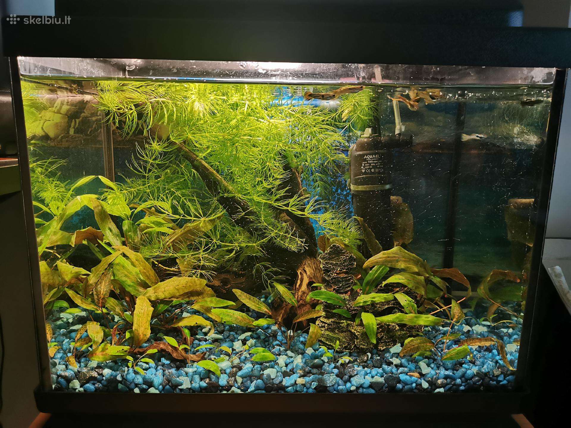 Parduodu 20l akvariumą