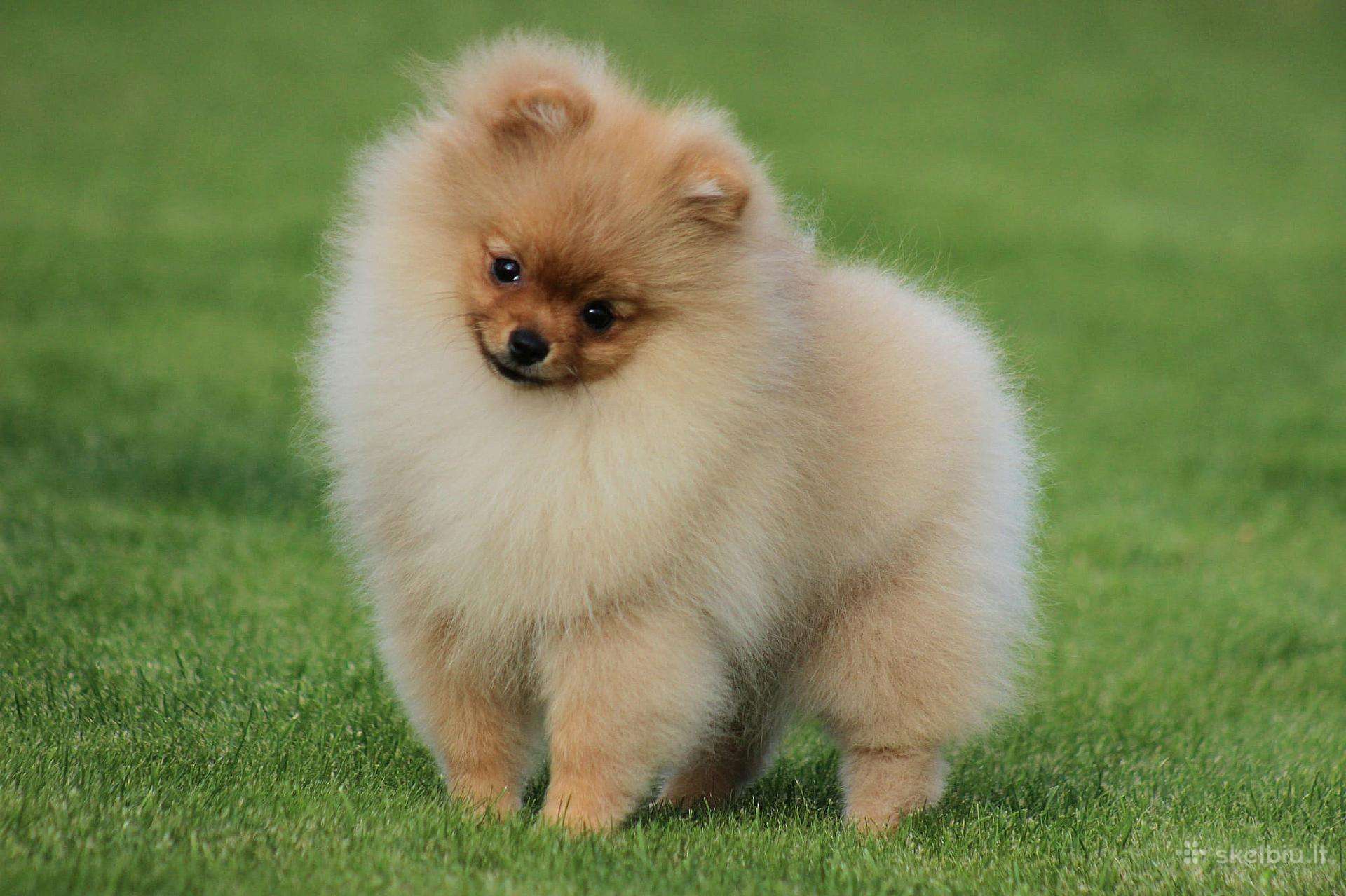 Pomeranijos špicas