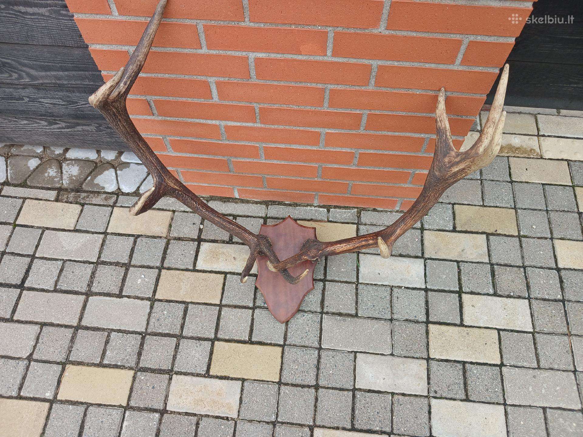 Medziokles trofejas ragai