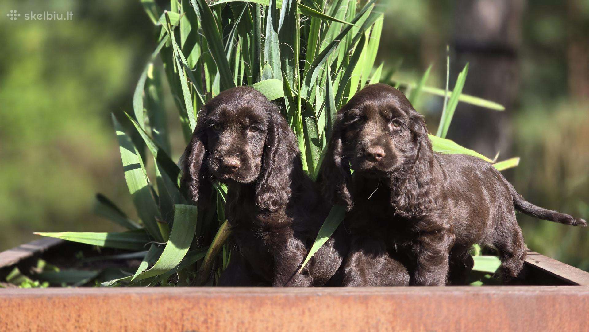 Šokoladinės spalvos Cocker spanieliaus patinukas