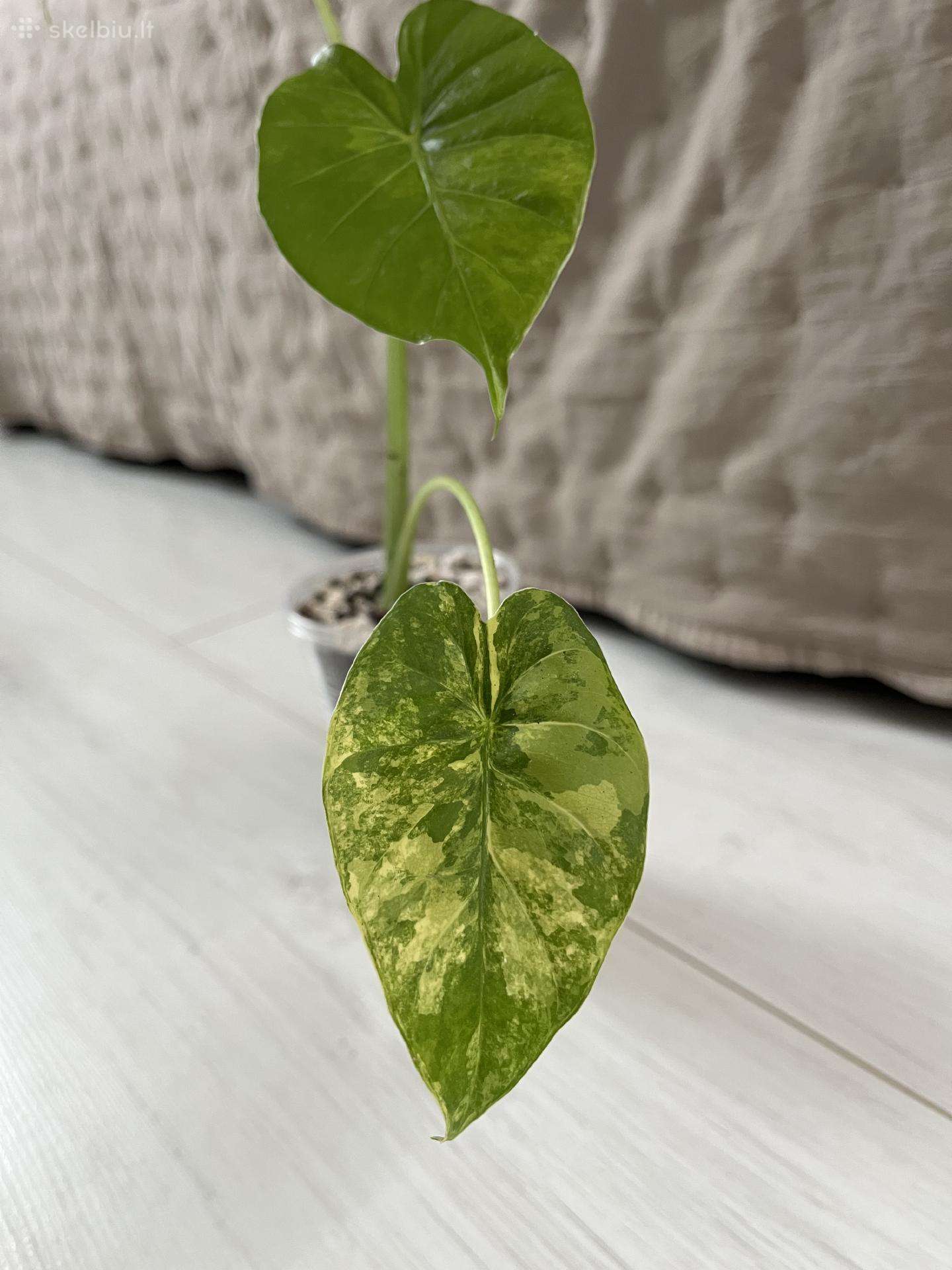 Alokazija Gageana Variegata