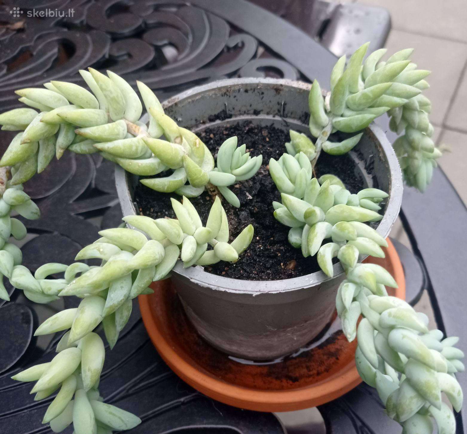Kambariniai augalai po 3€