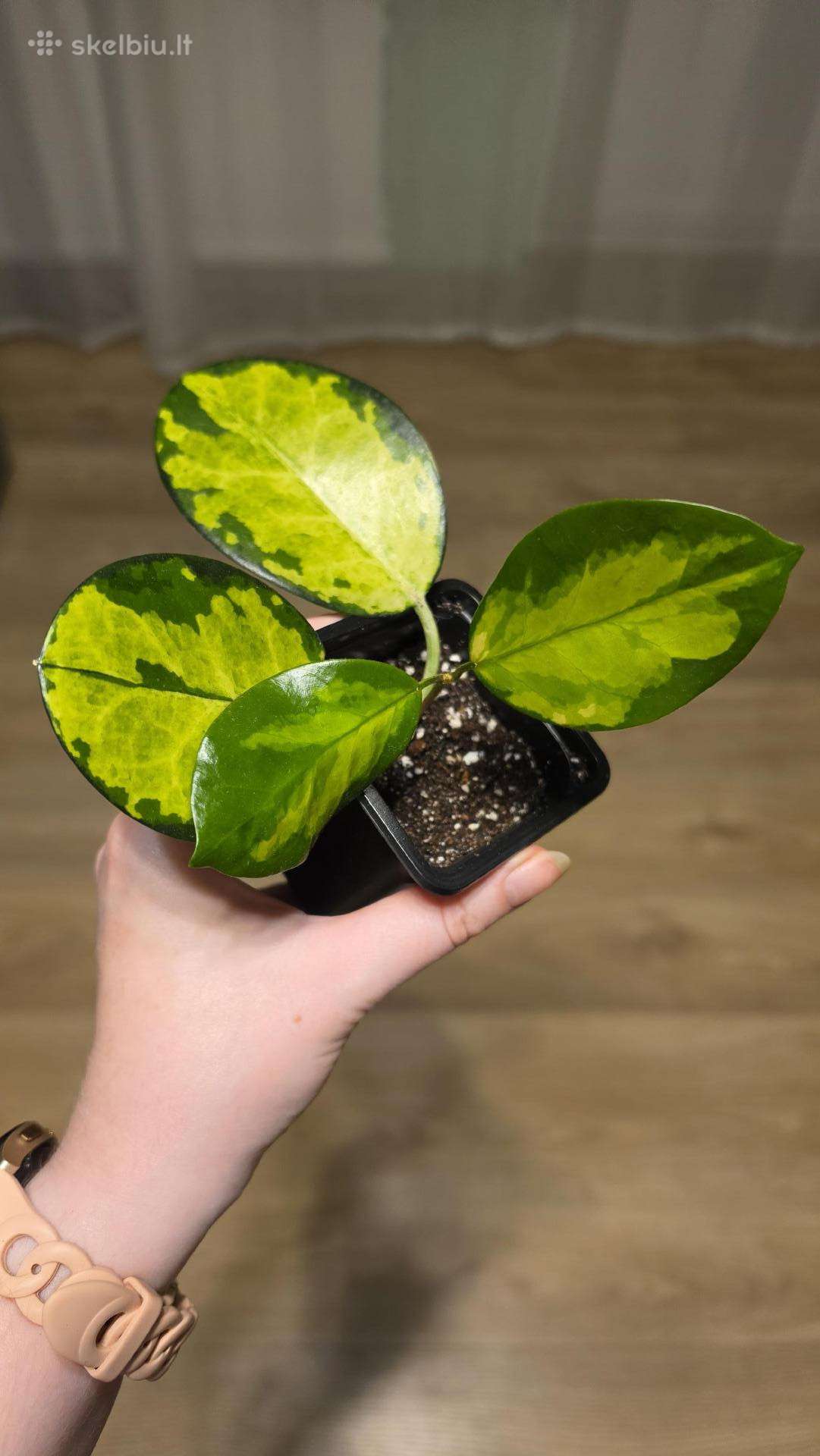 Hoya australis lisa