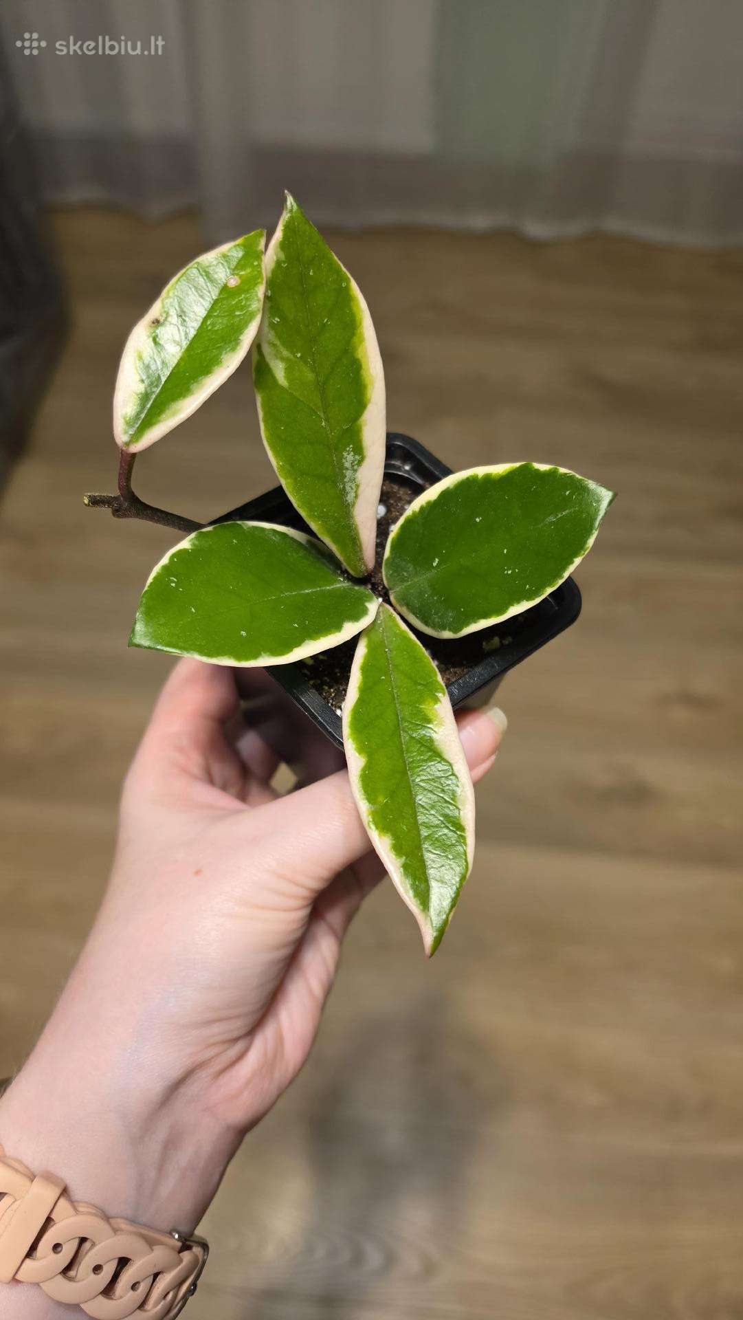 Hoya carnosa krimson queen