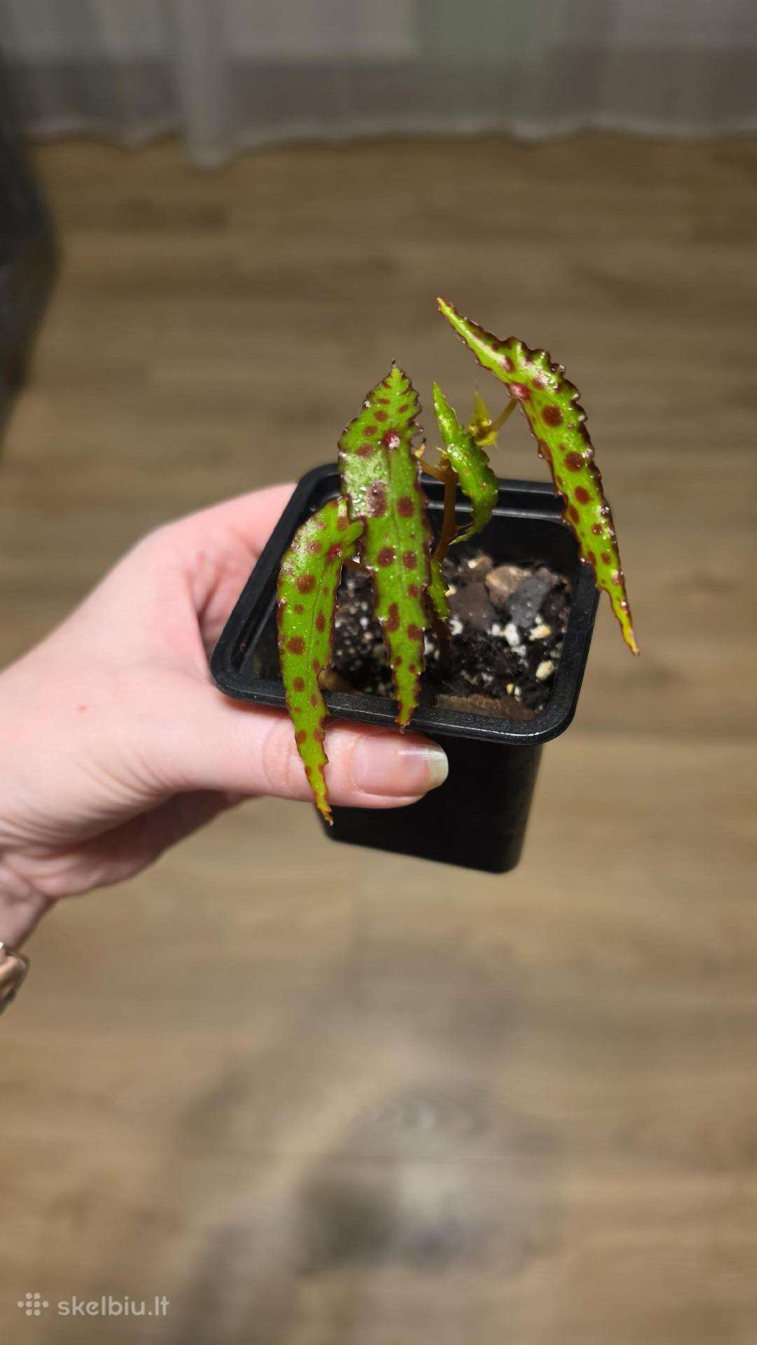 Begonia amphioxus