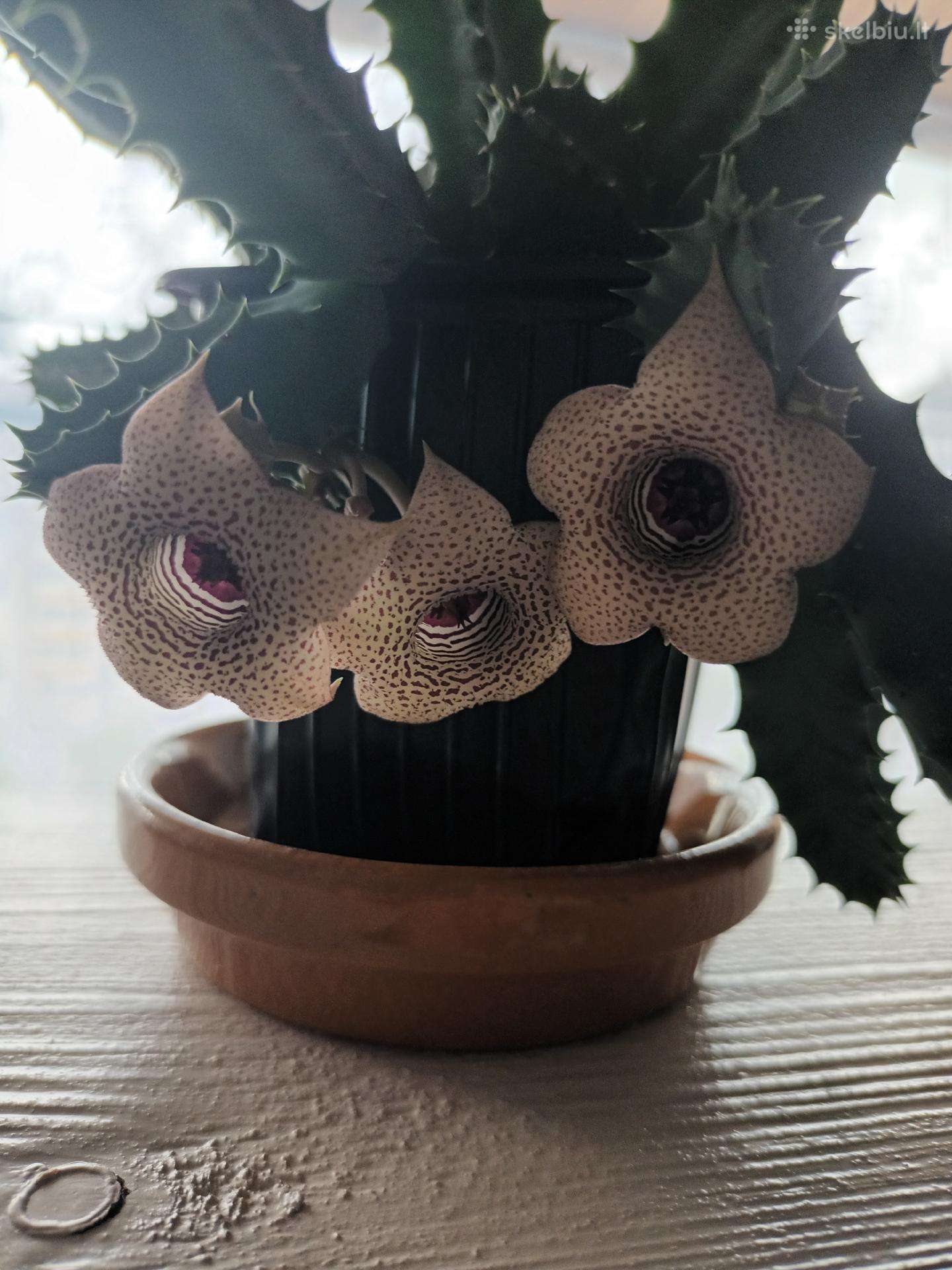 Huernia thuretii, foto parduodamo augalo