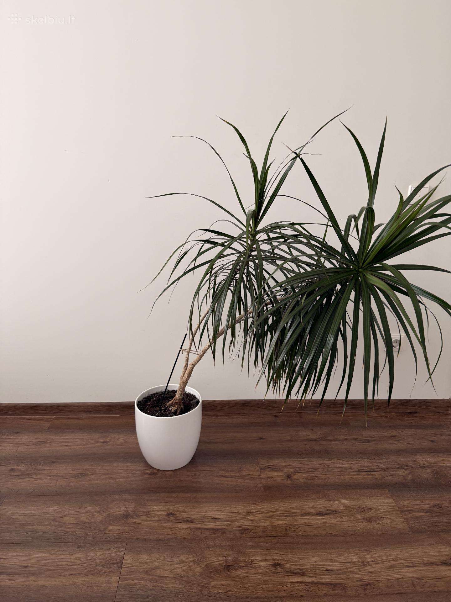 Dracena