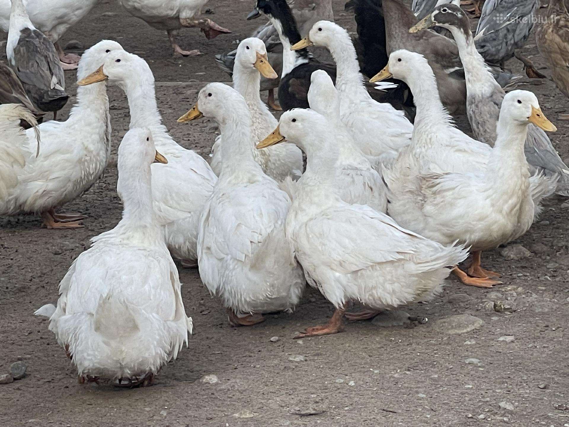 Pekino antys. 3mėn.