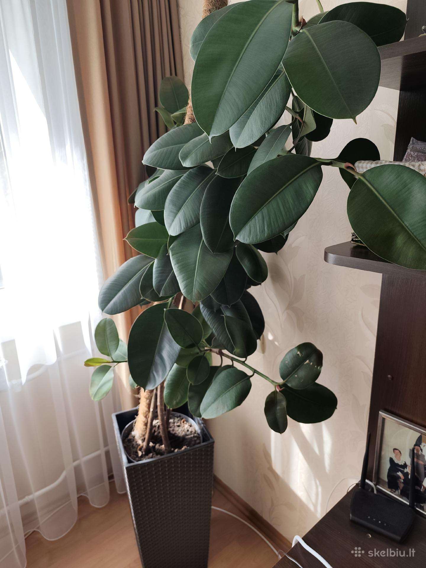 Parduodamas fikusas