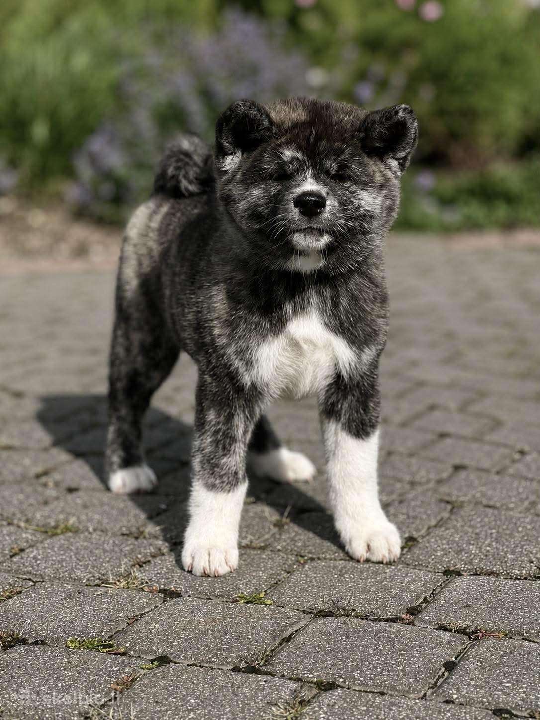 Kilmingi, grynakraujai japonų akita šuniukai