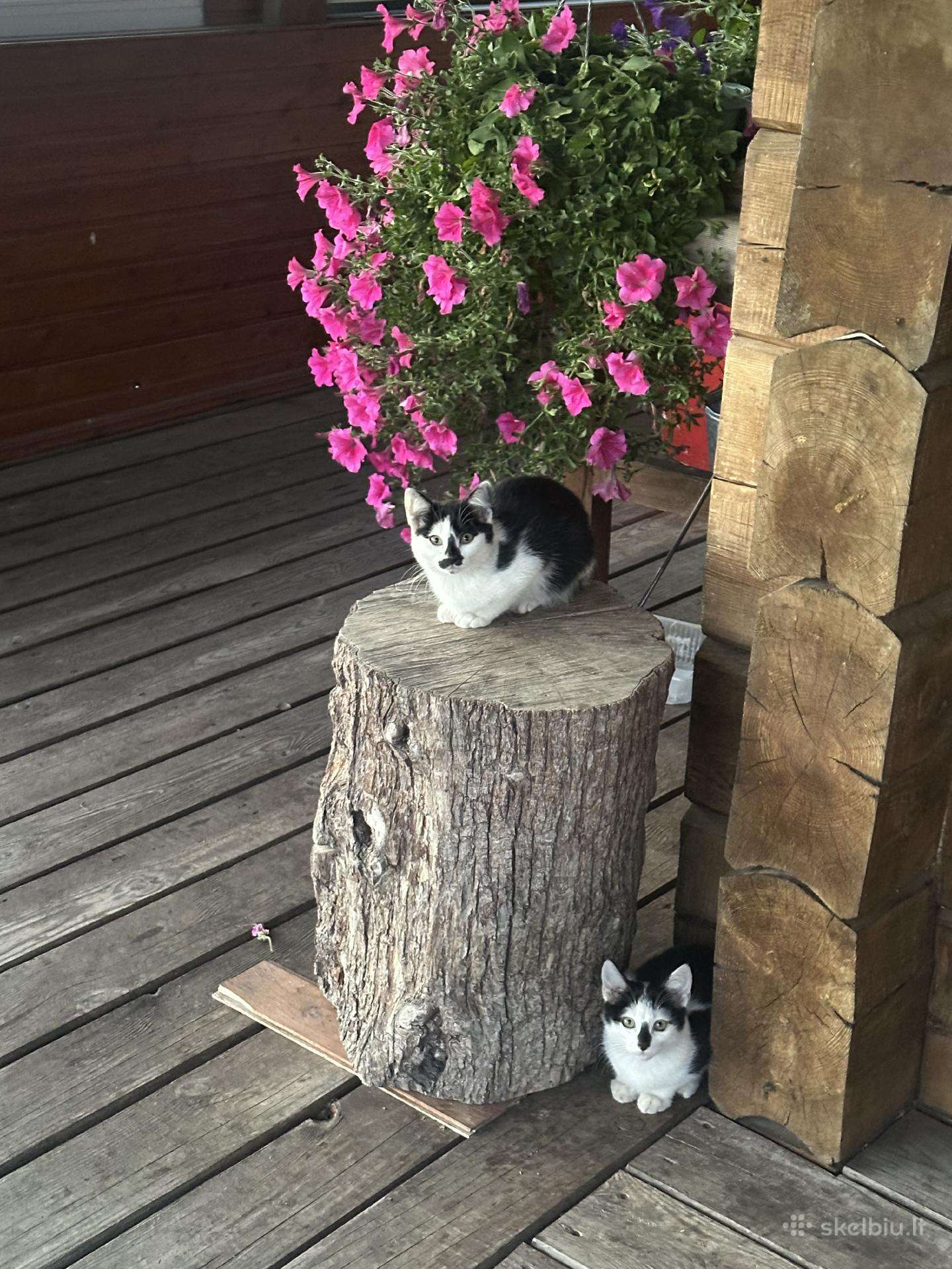 Dovanojami nuostabūs kačiukai