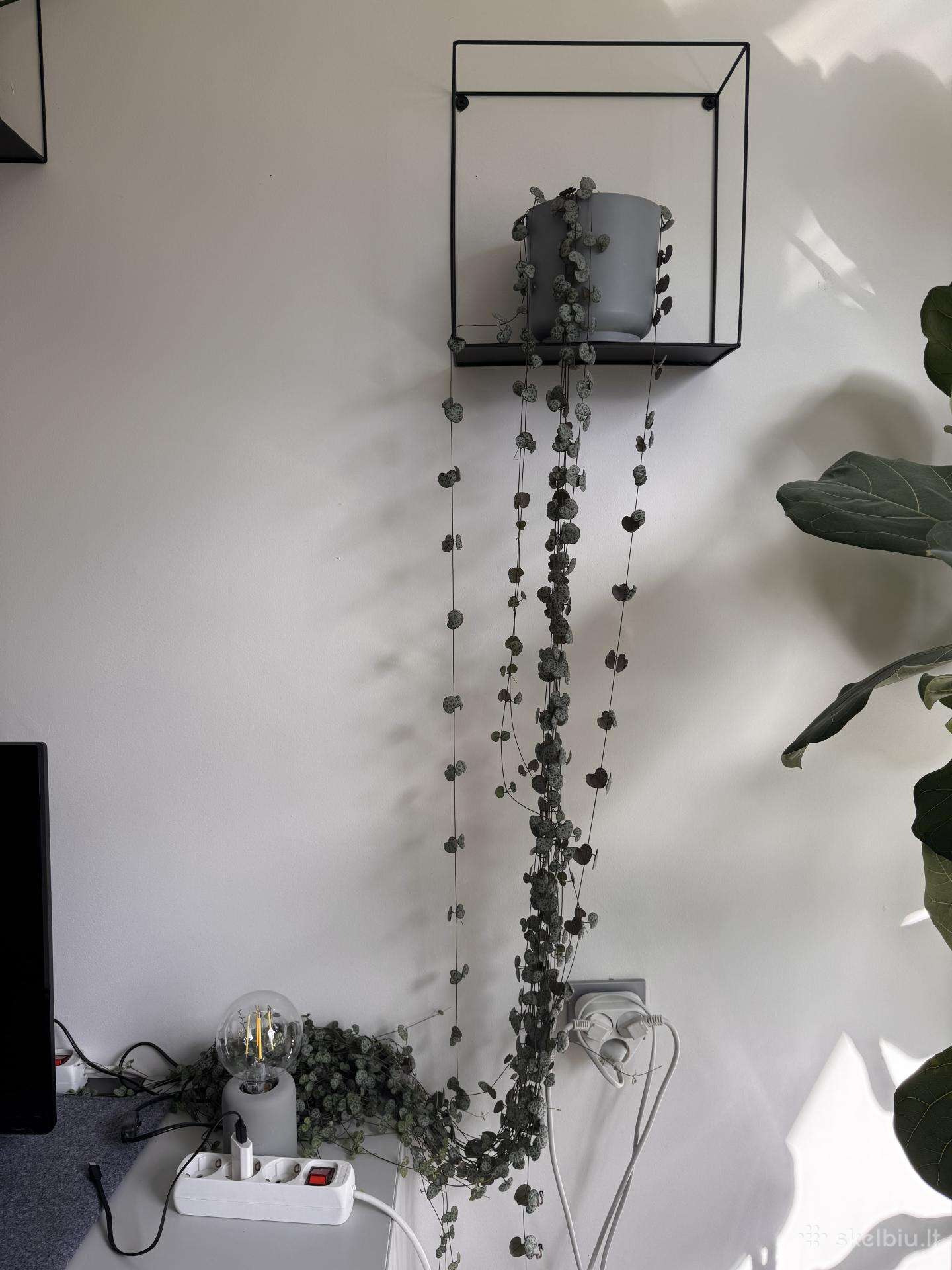 Ceropegia Woodii