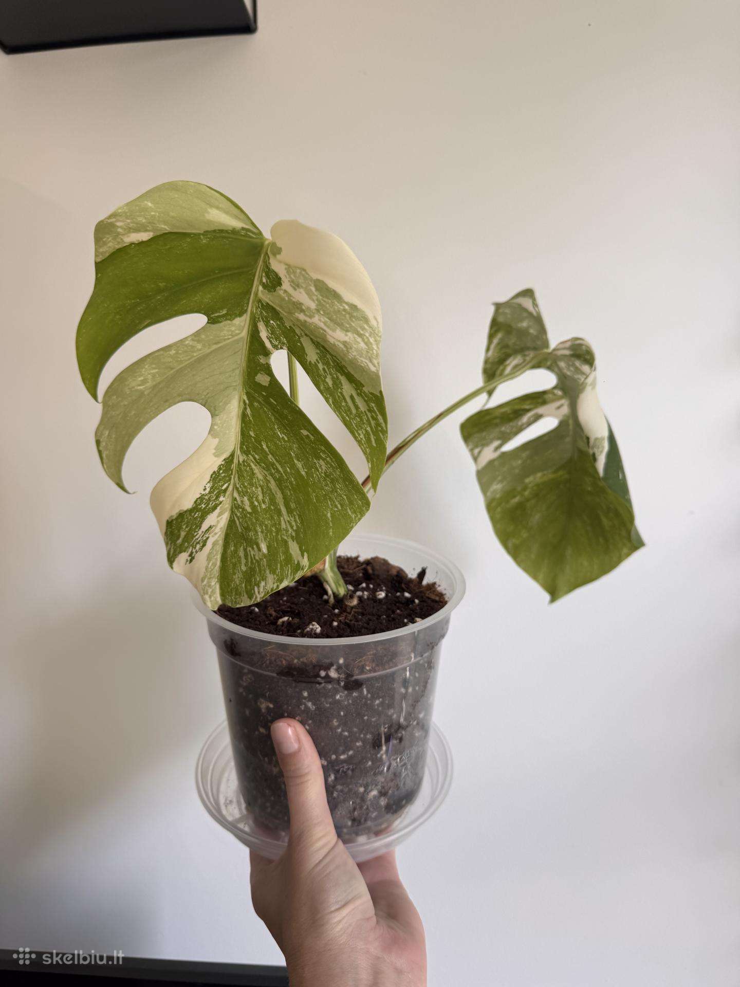 Monstera Borsigiana Albo