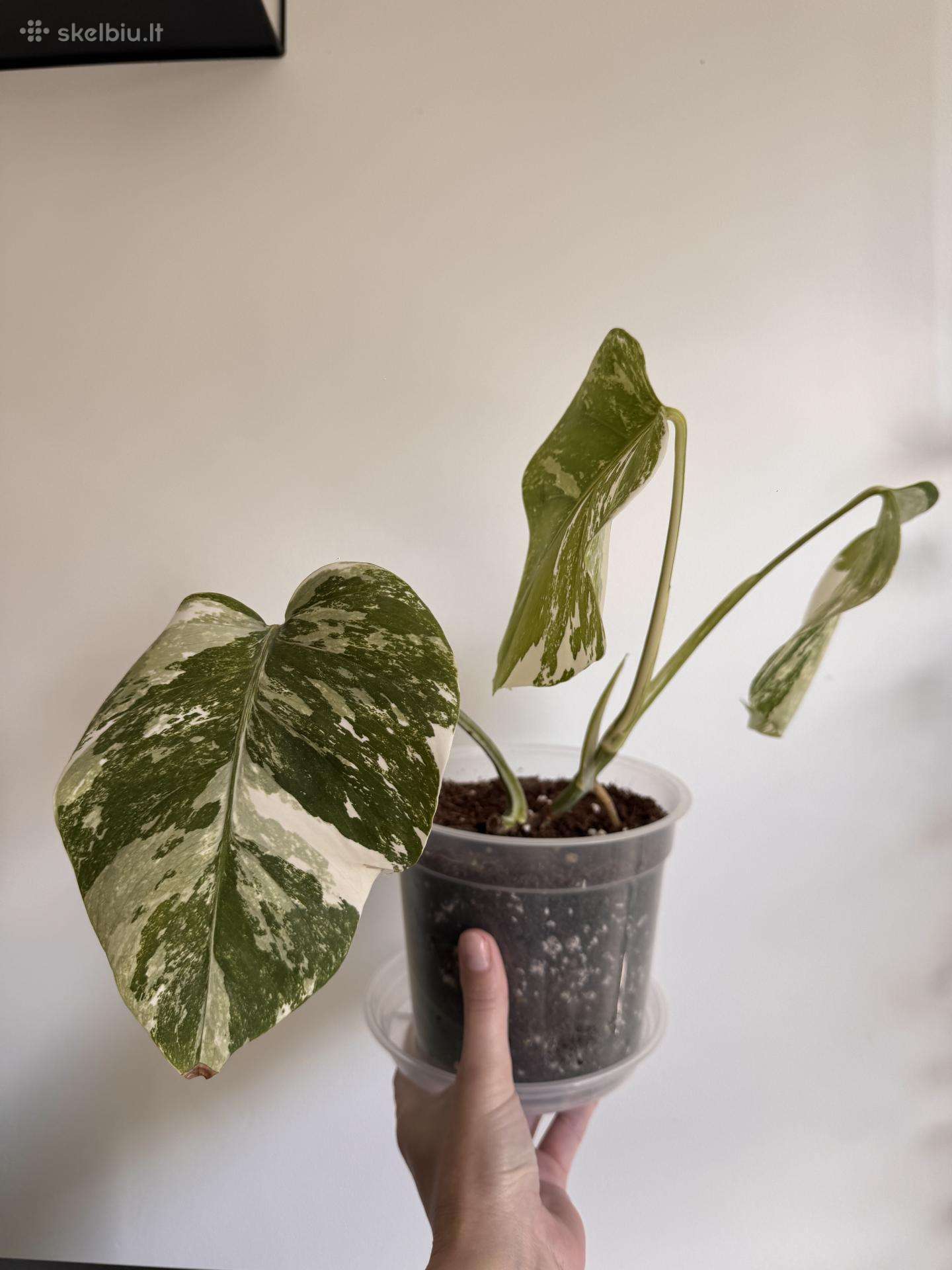 Monstera Borsigiana Albo