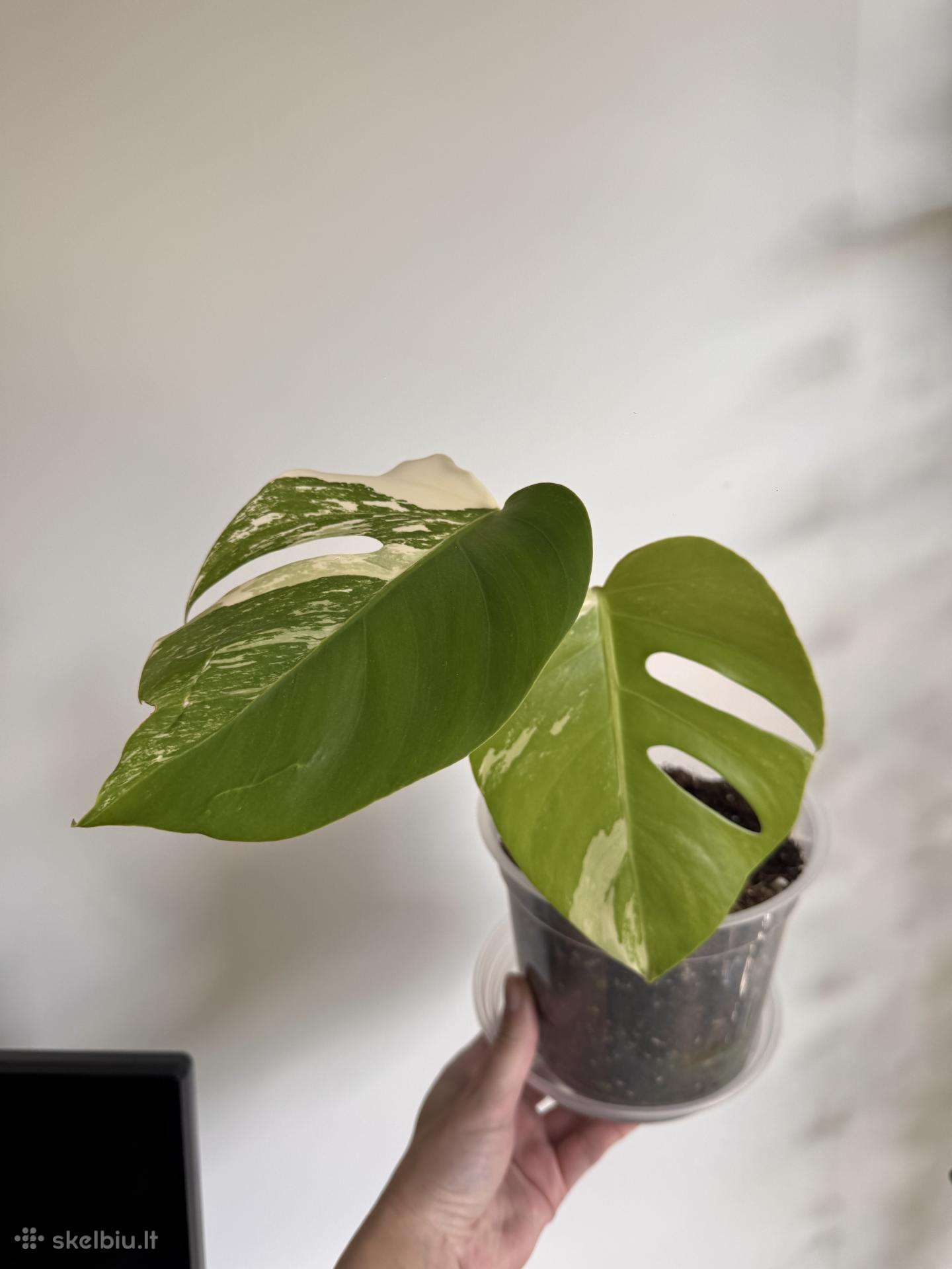 Monstera Borsigiana Albo