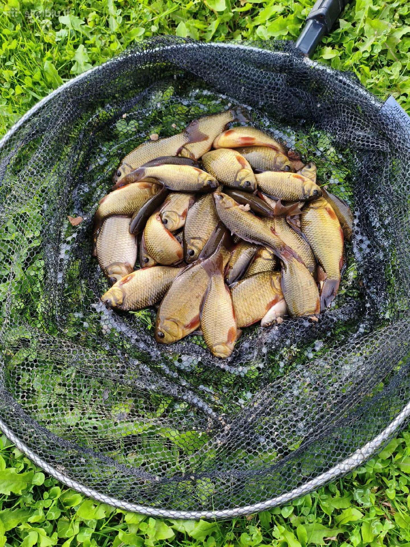 Karosai