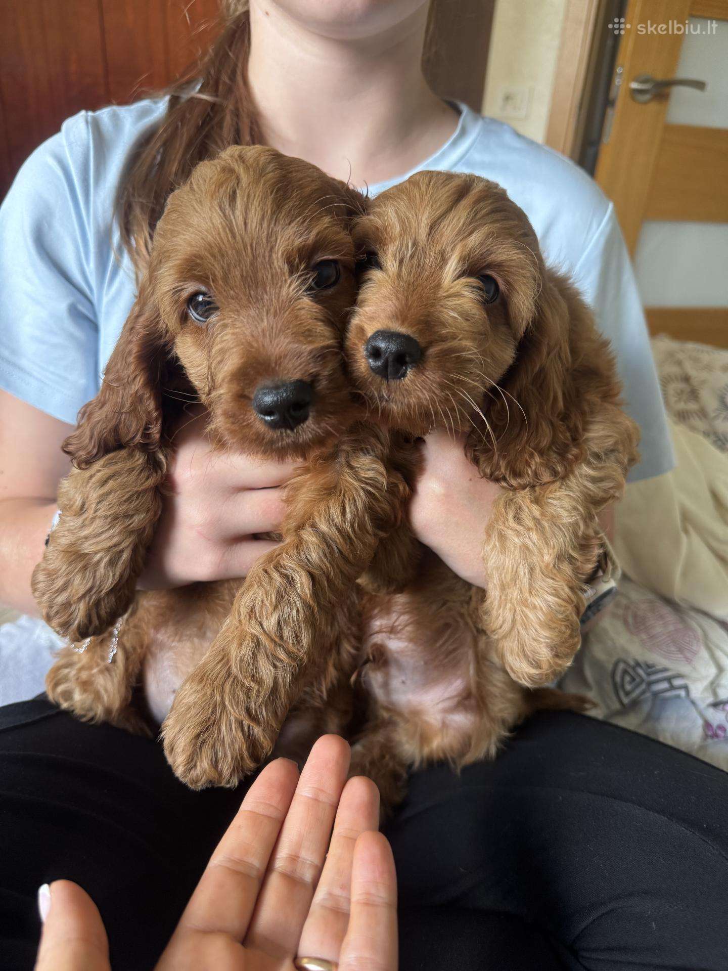 Cockapoo mergaites ir du berniukai