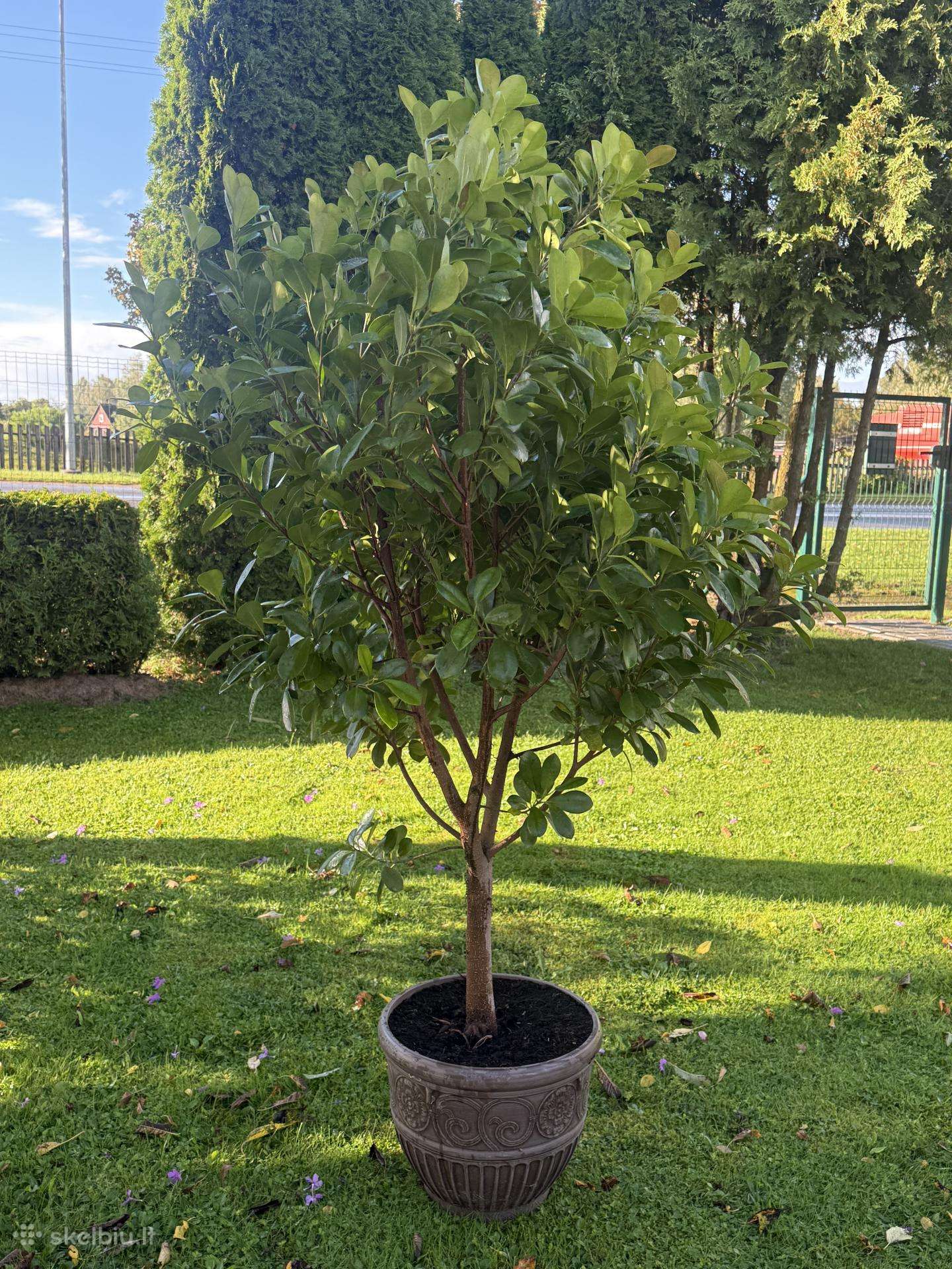 Parduodamas apie 170cm fikusas