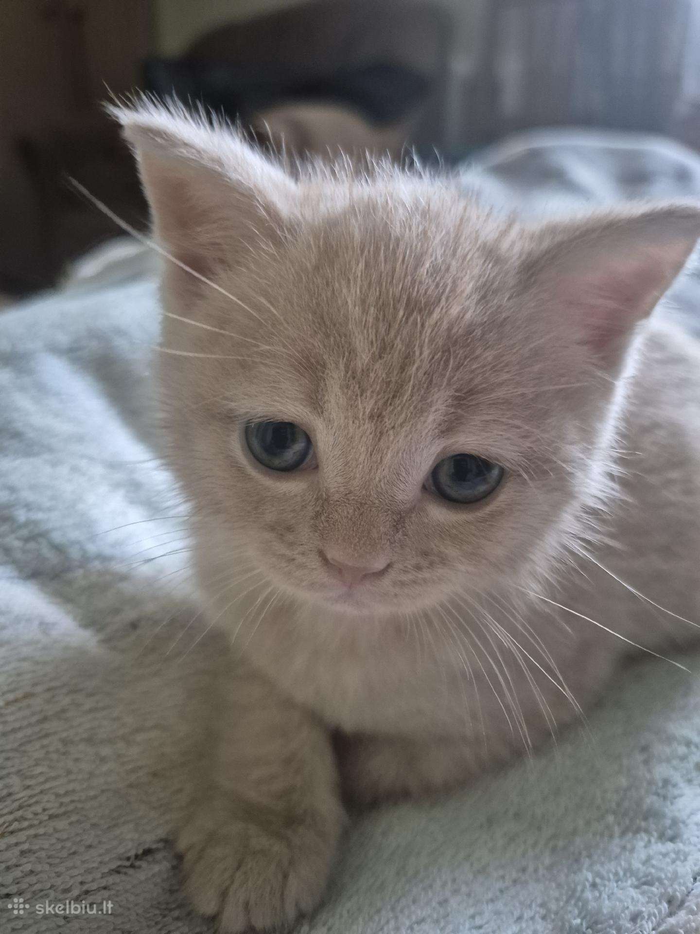 Katinėlis